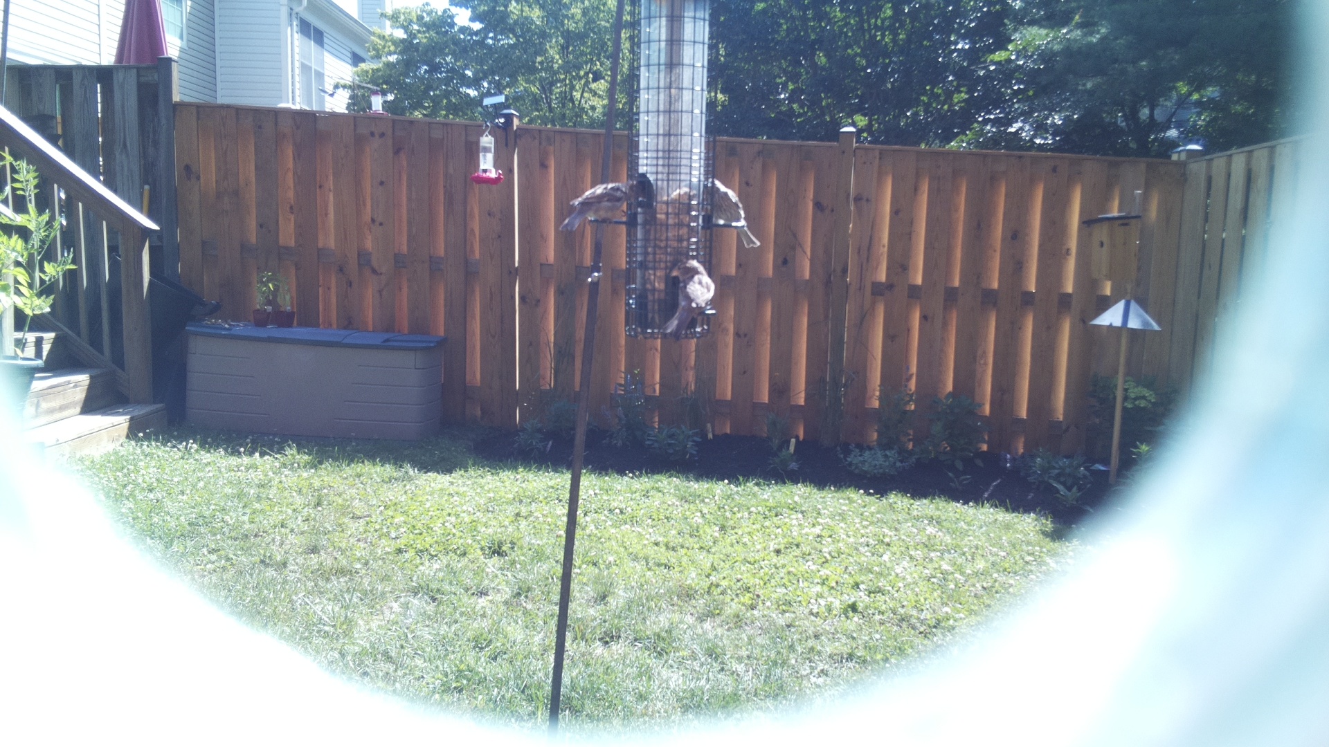 Likely Sparrow