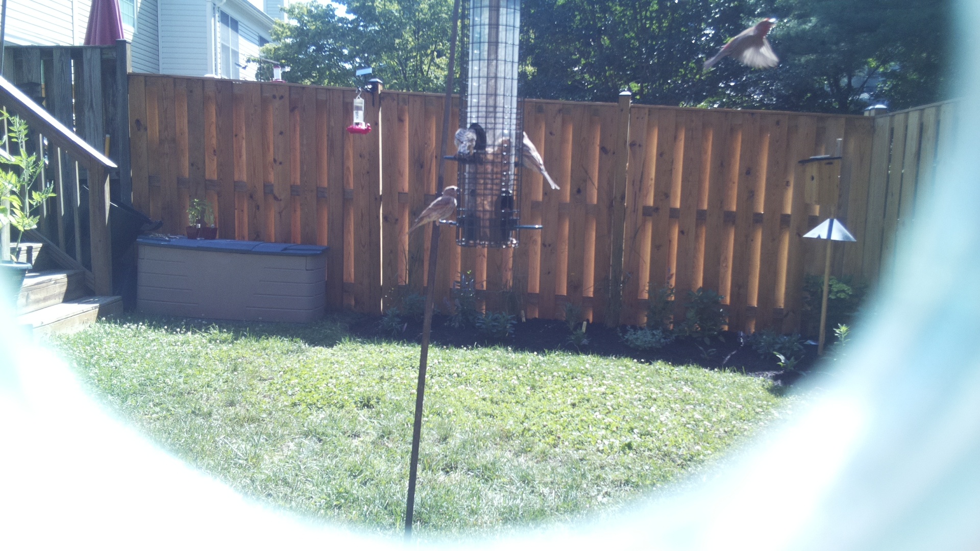 Purple Finch