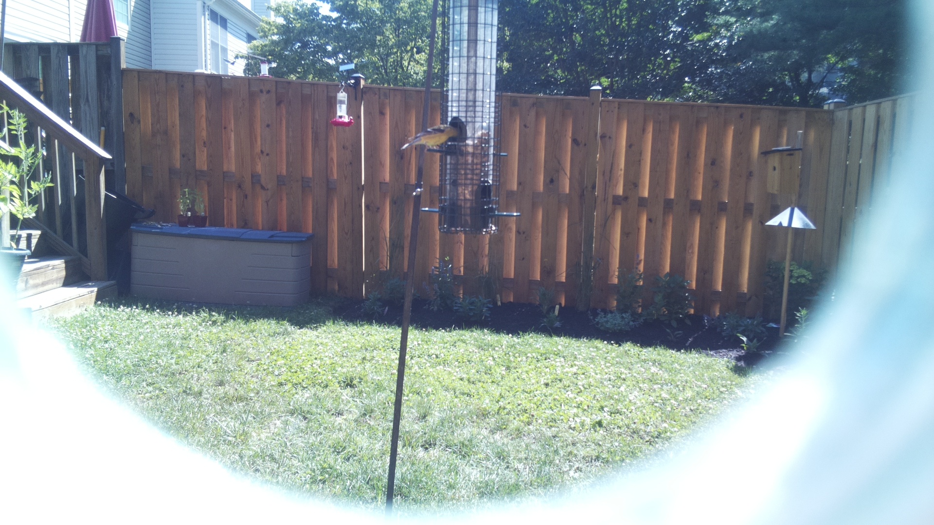 Likely Finch