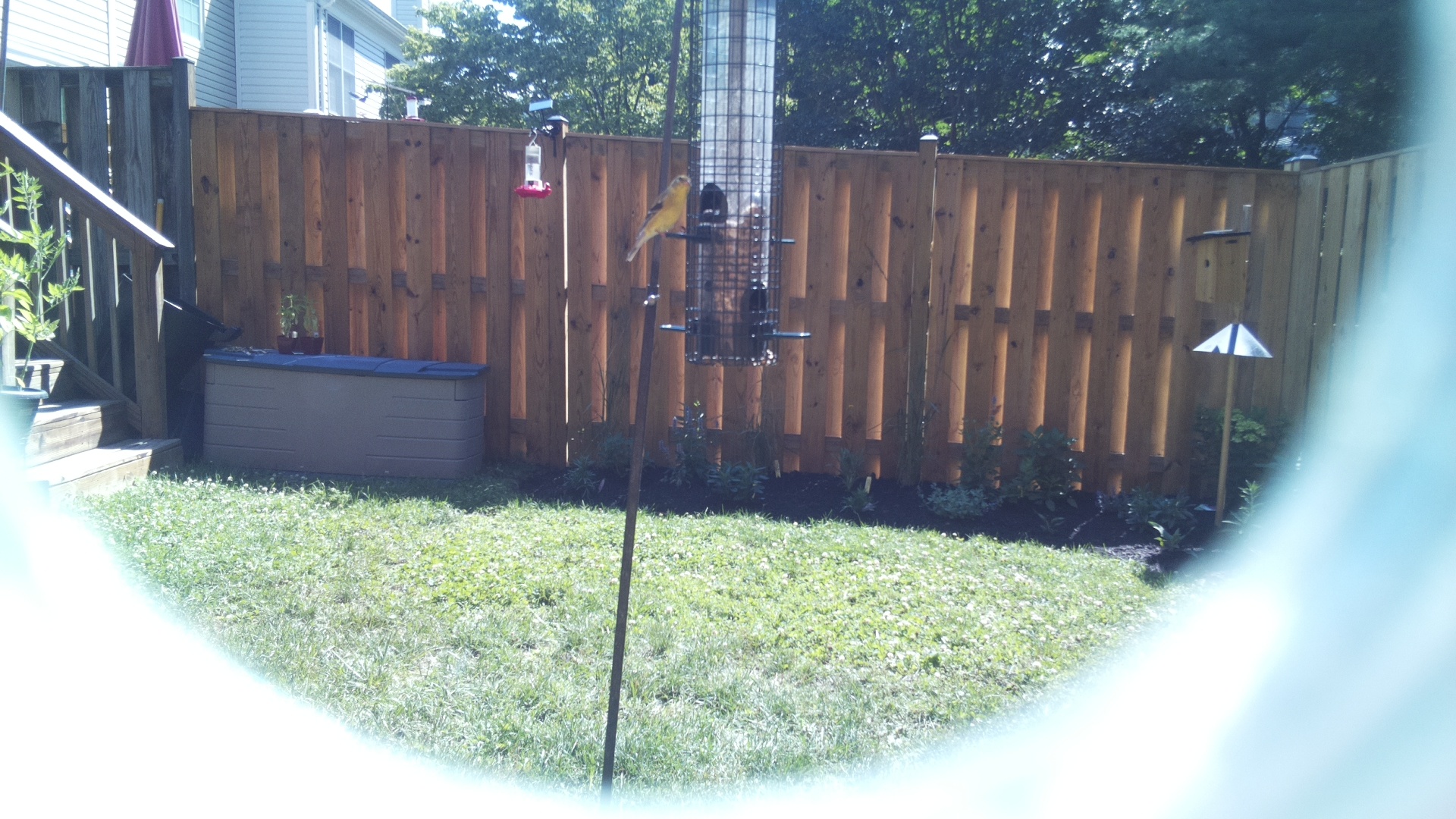 American Goldfinch