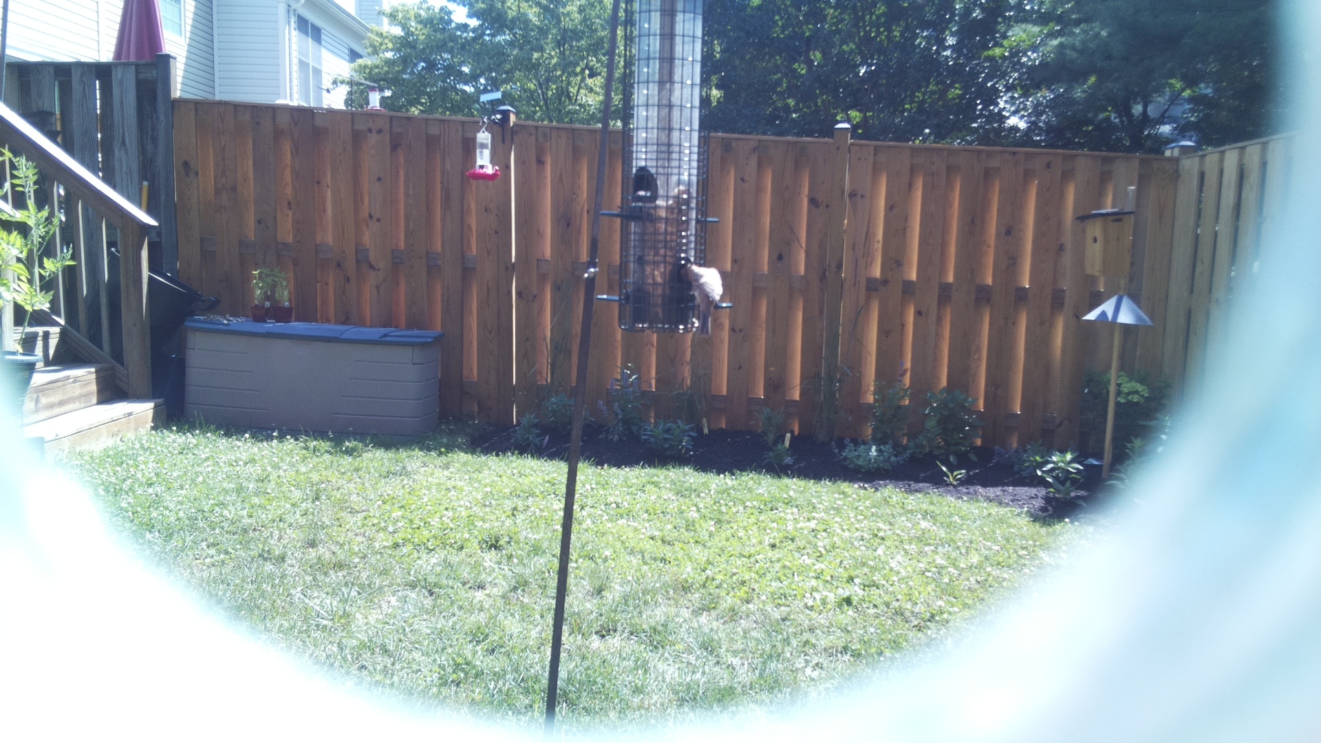 Unknown Bird