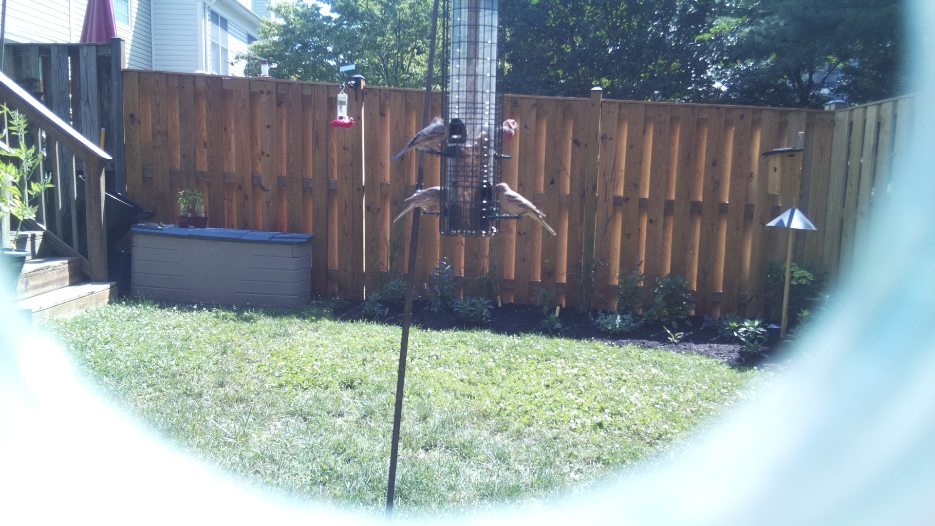 Likely Finch