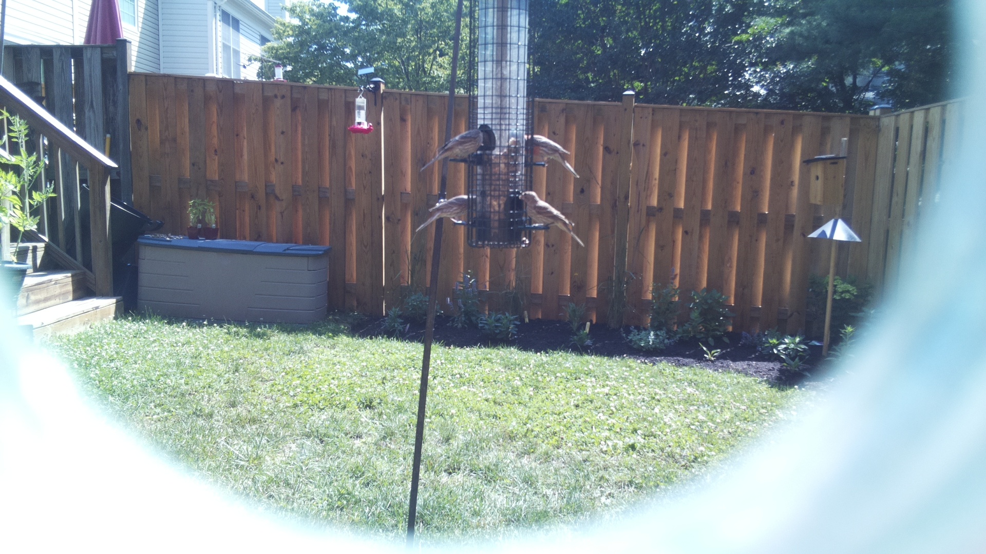 Likely Finch