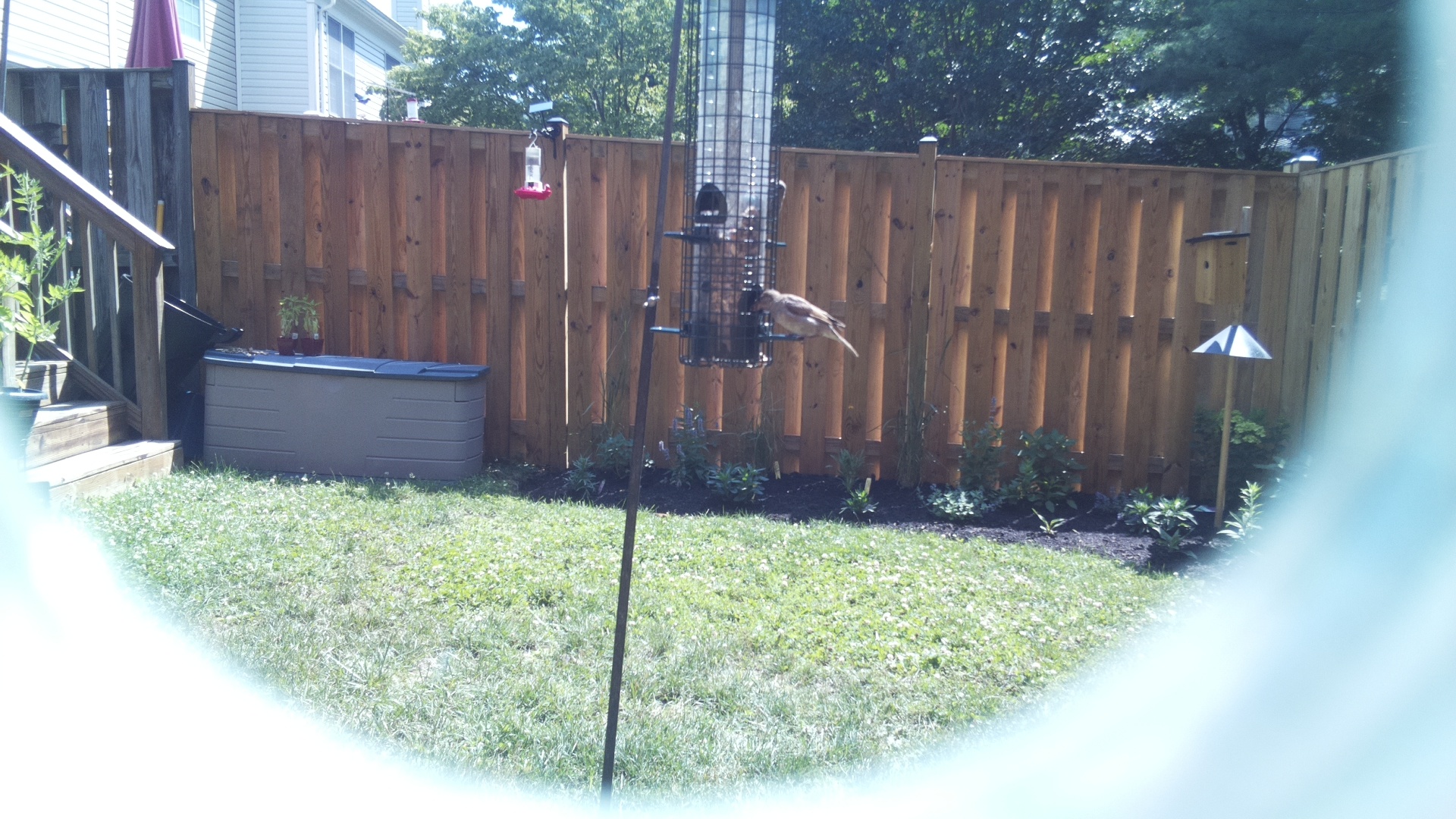 Unknown Bird