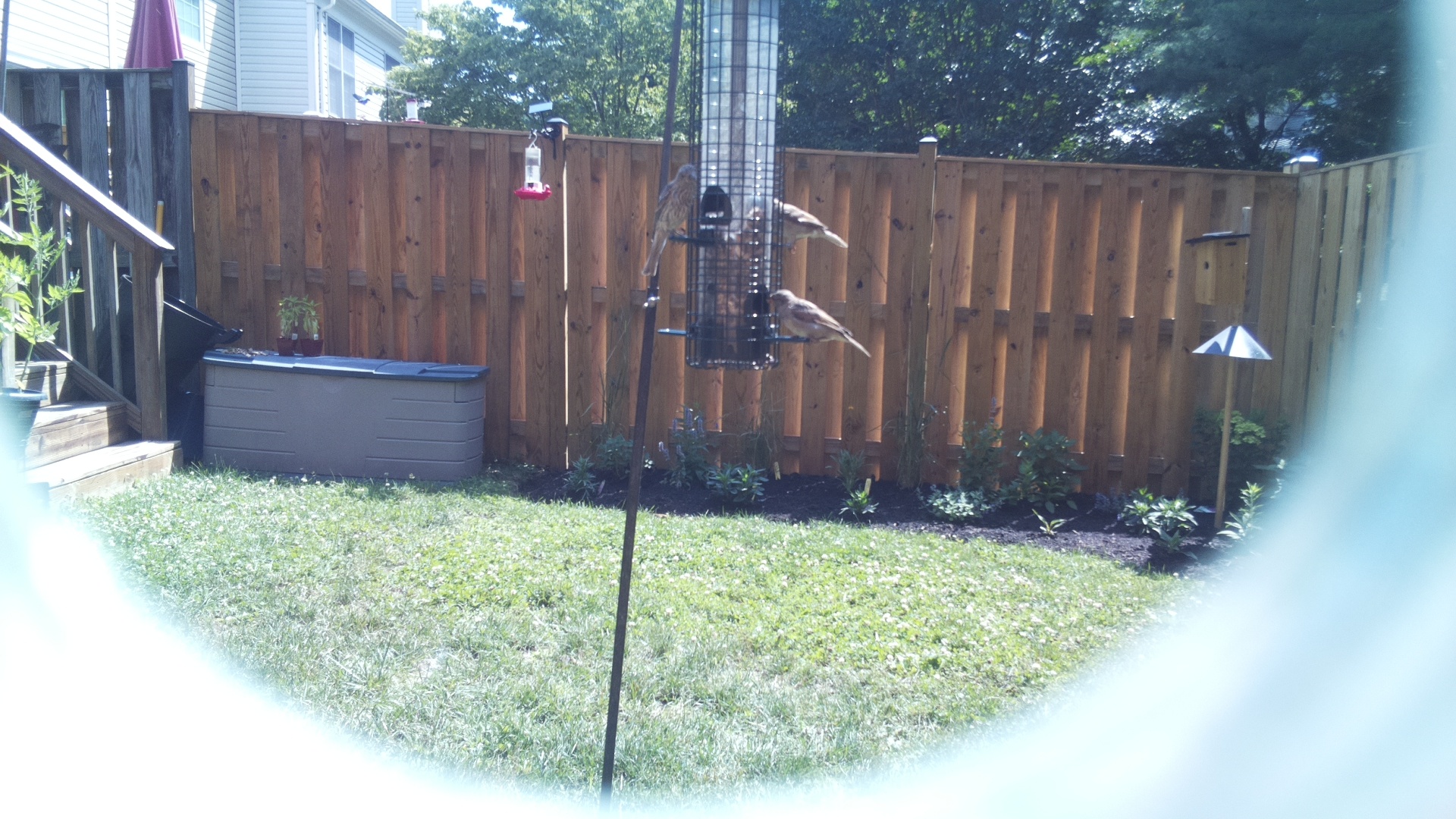 Likely Finch