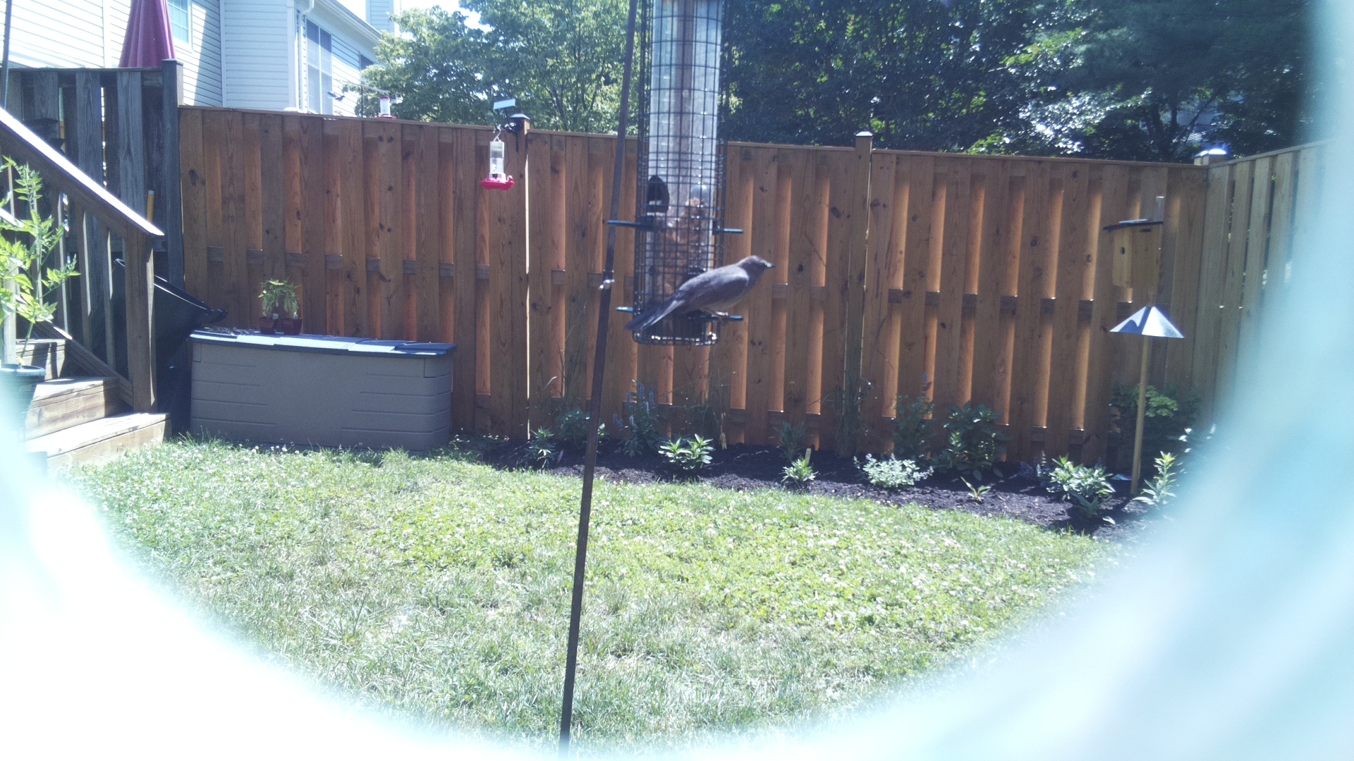 Unknown Bird