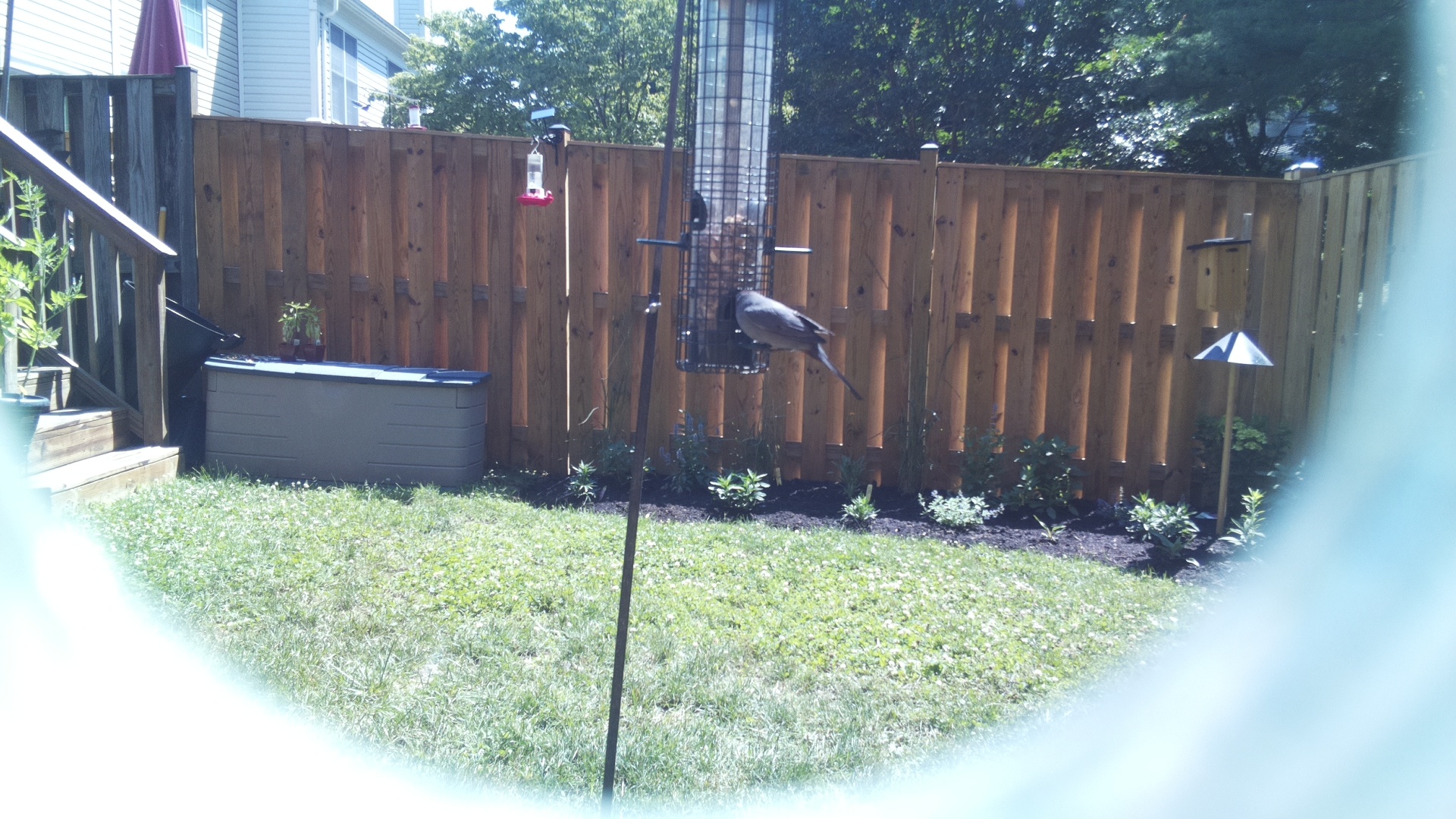 Unknown Bird