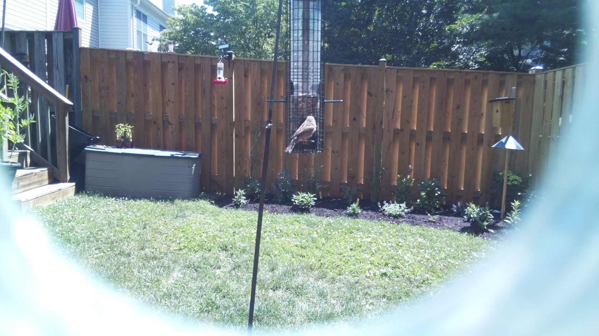 Likely Finch
