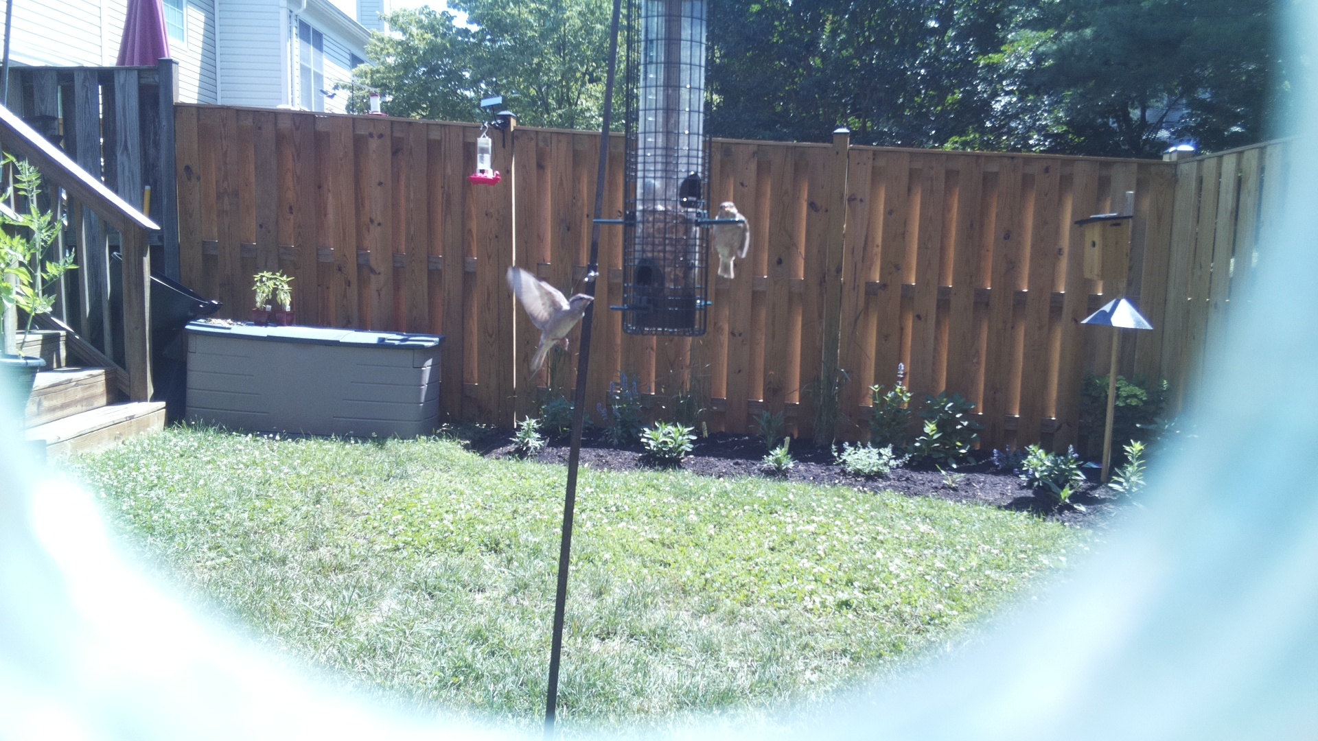 Unknown Bird