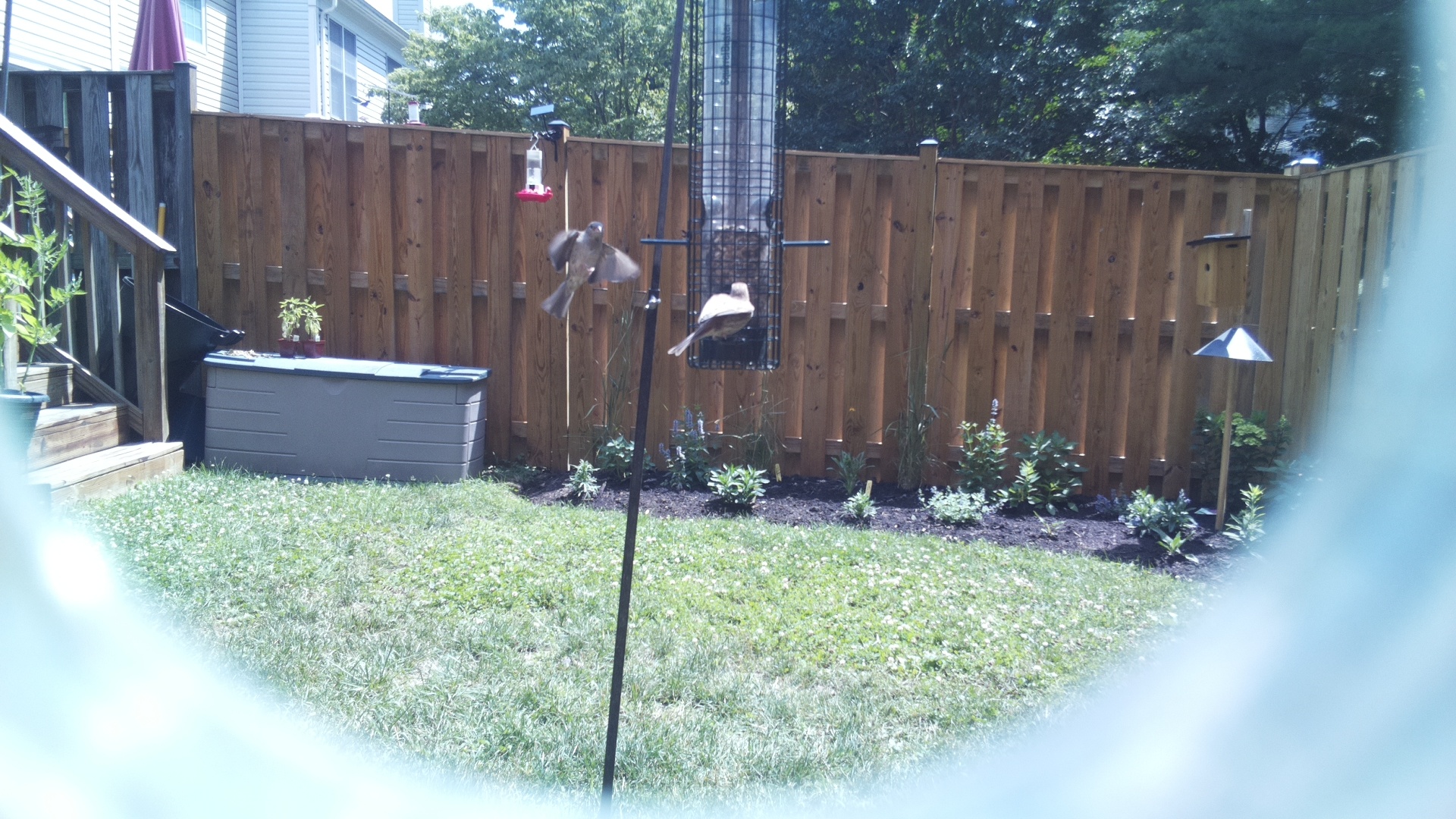 Tufted Titmouse