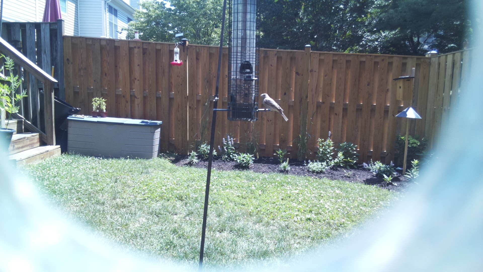 Unknown Bird