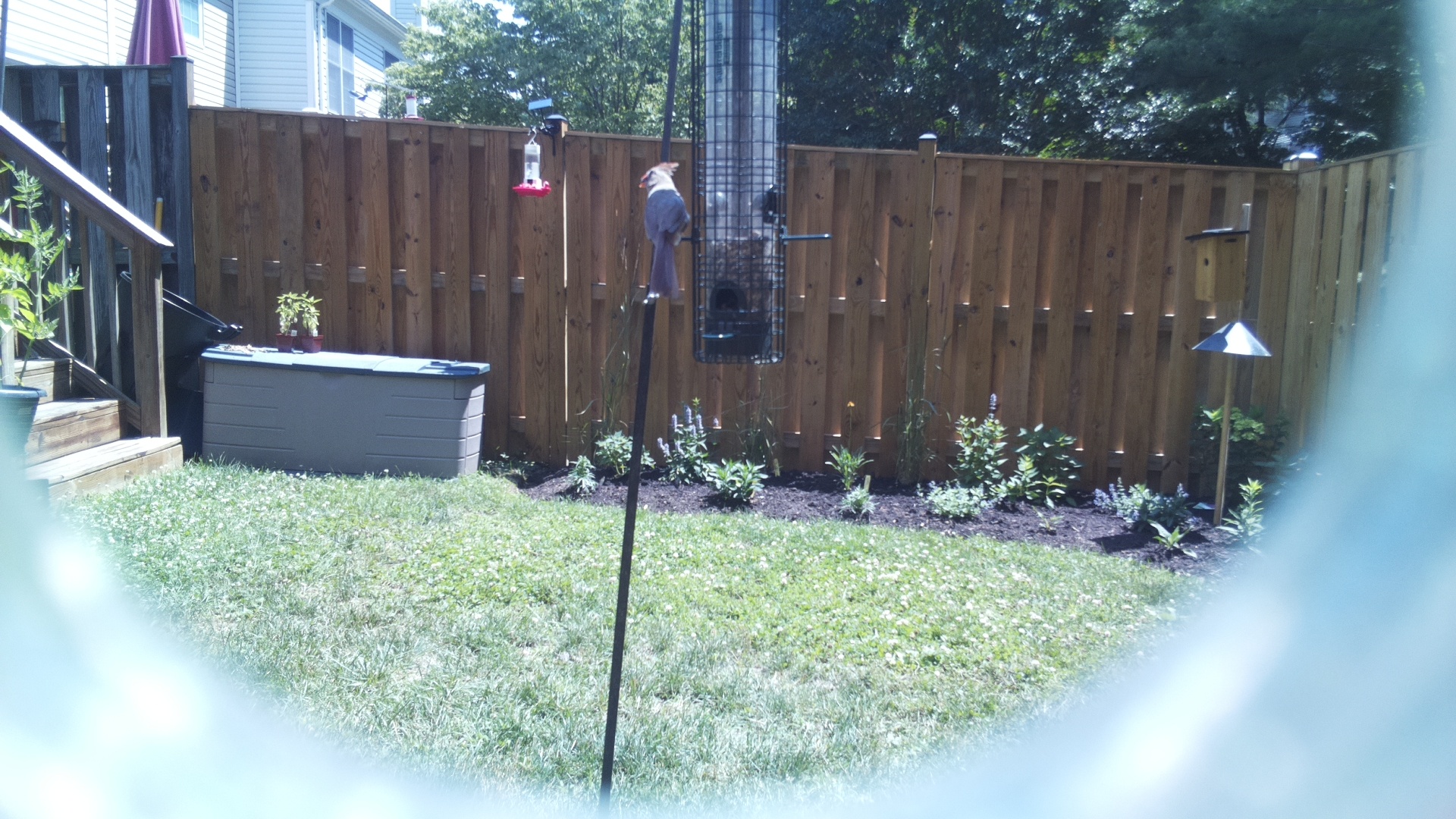 Unknown Bird