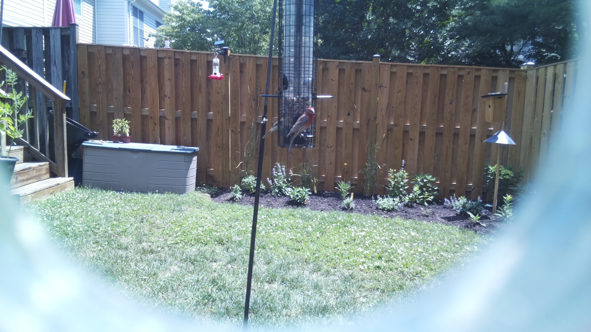 Likely Finch