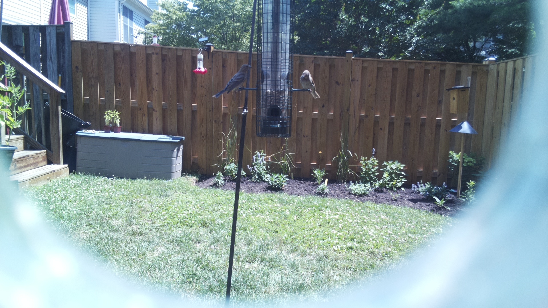Likely Finch