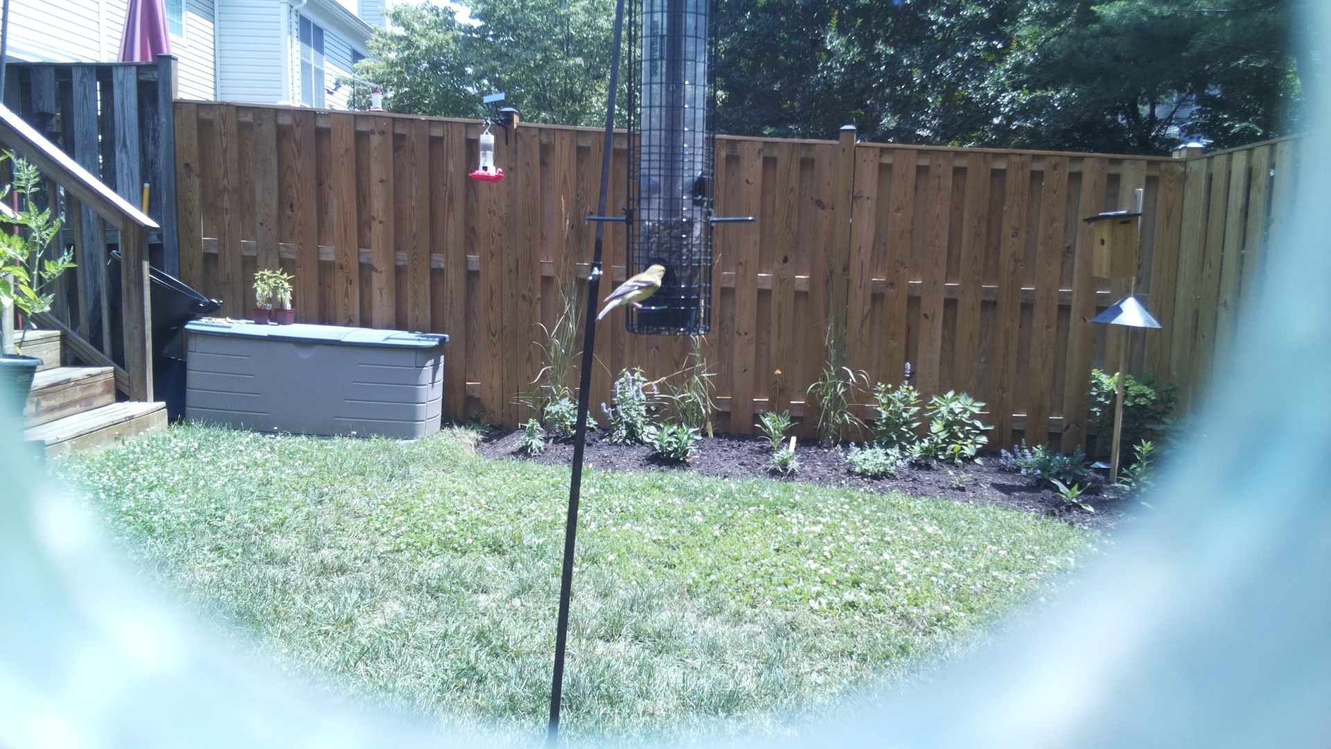 American Goldfinch