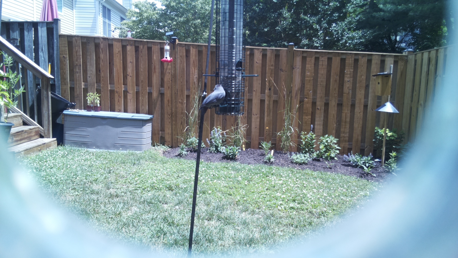 Likely Blackbird/Grackle