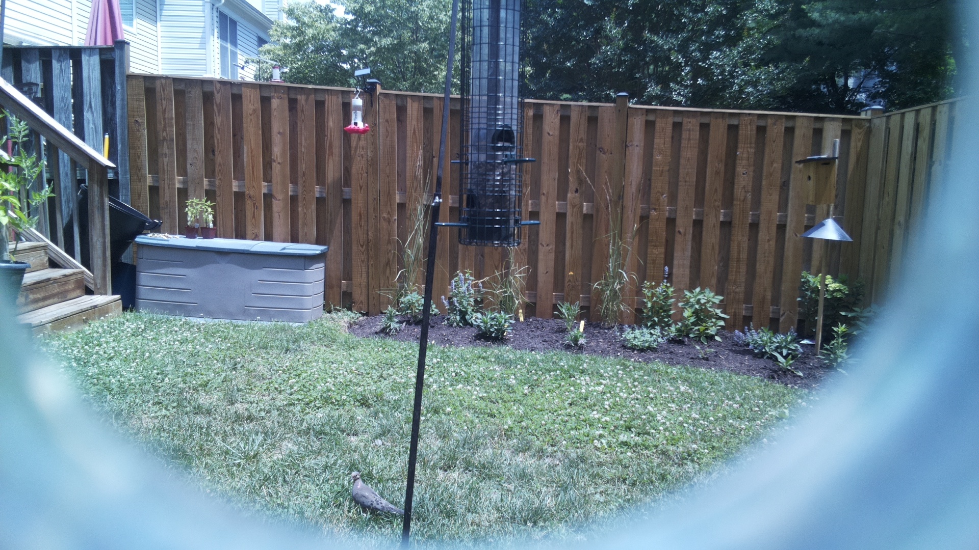 Mourning Dove