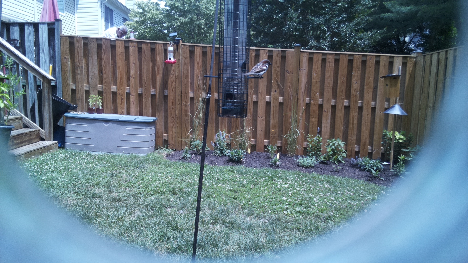 Purple Finch