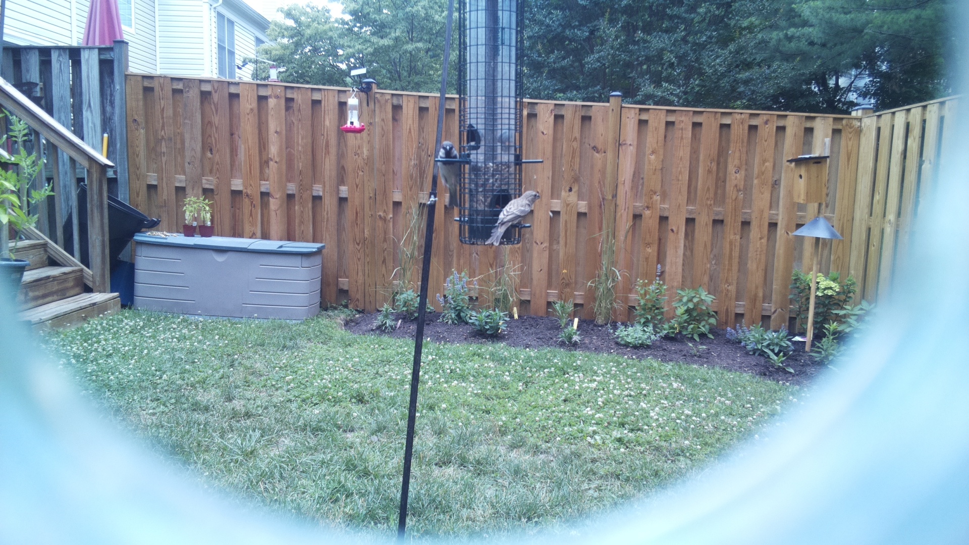 Likely Finch