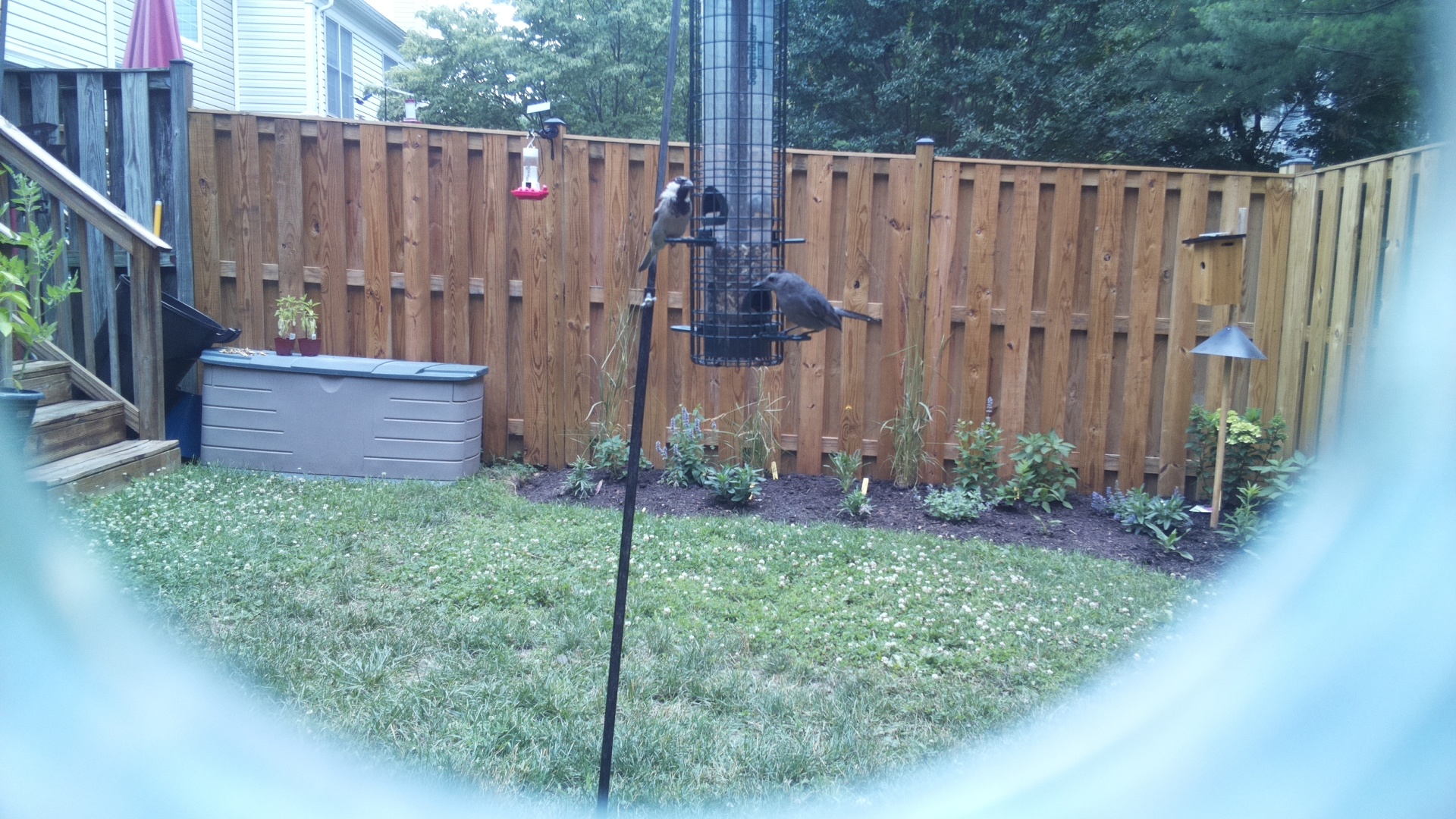 Brown-headed Cowbird