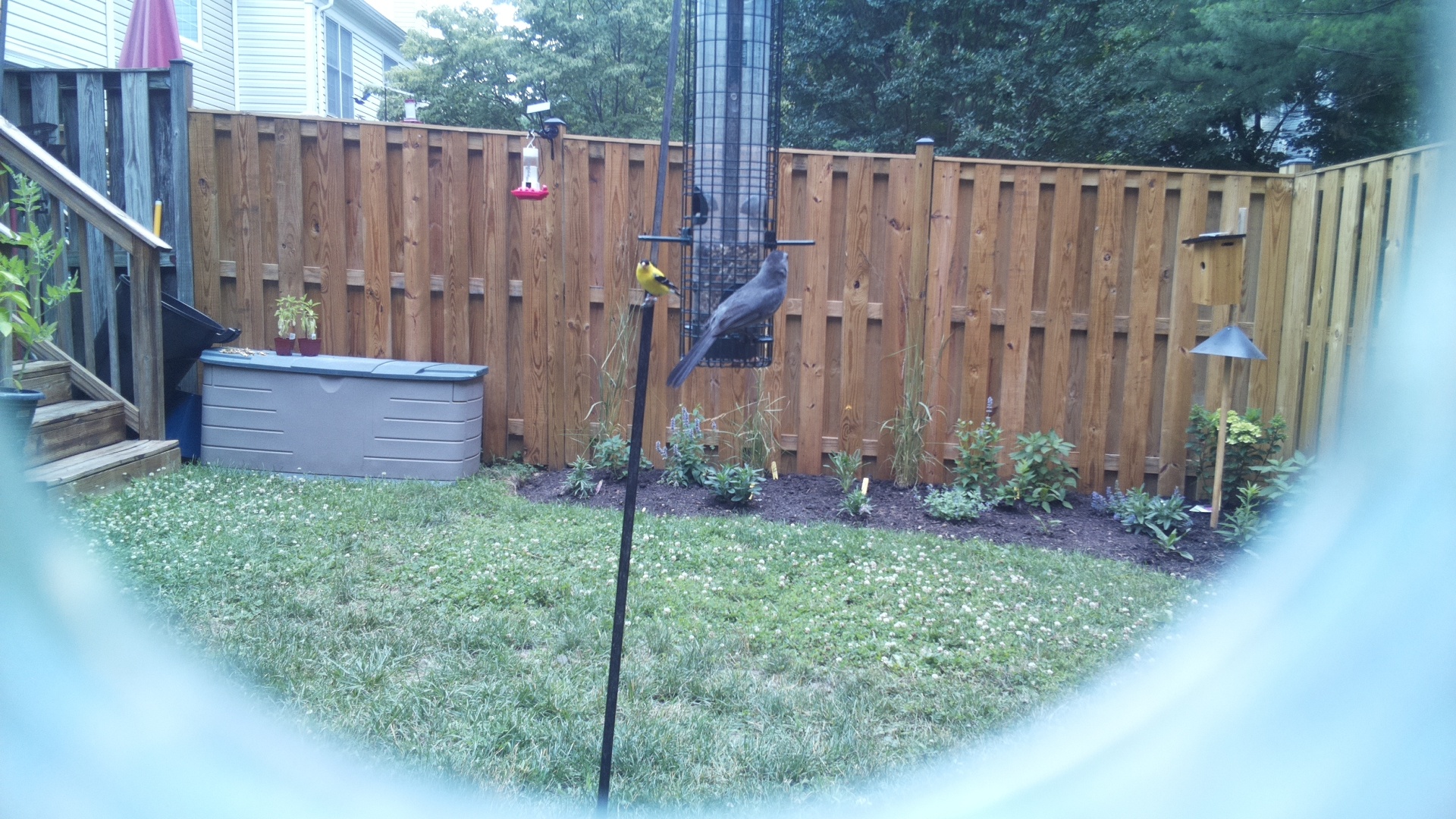 American Goldfinch