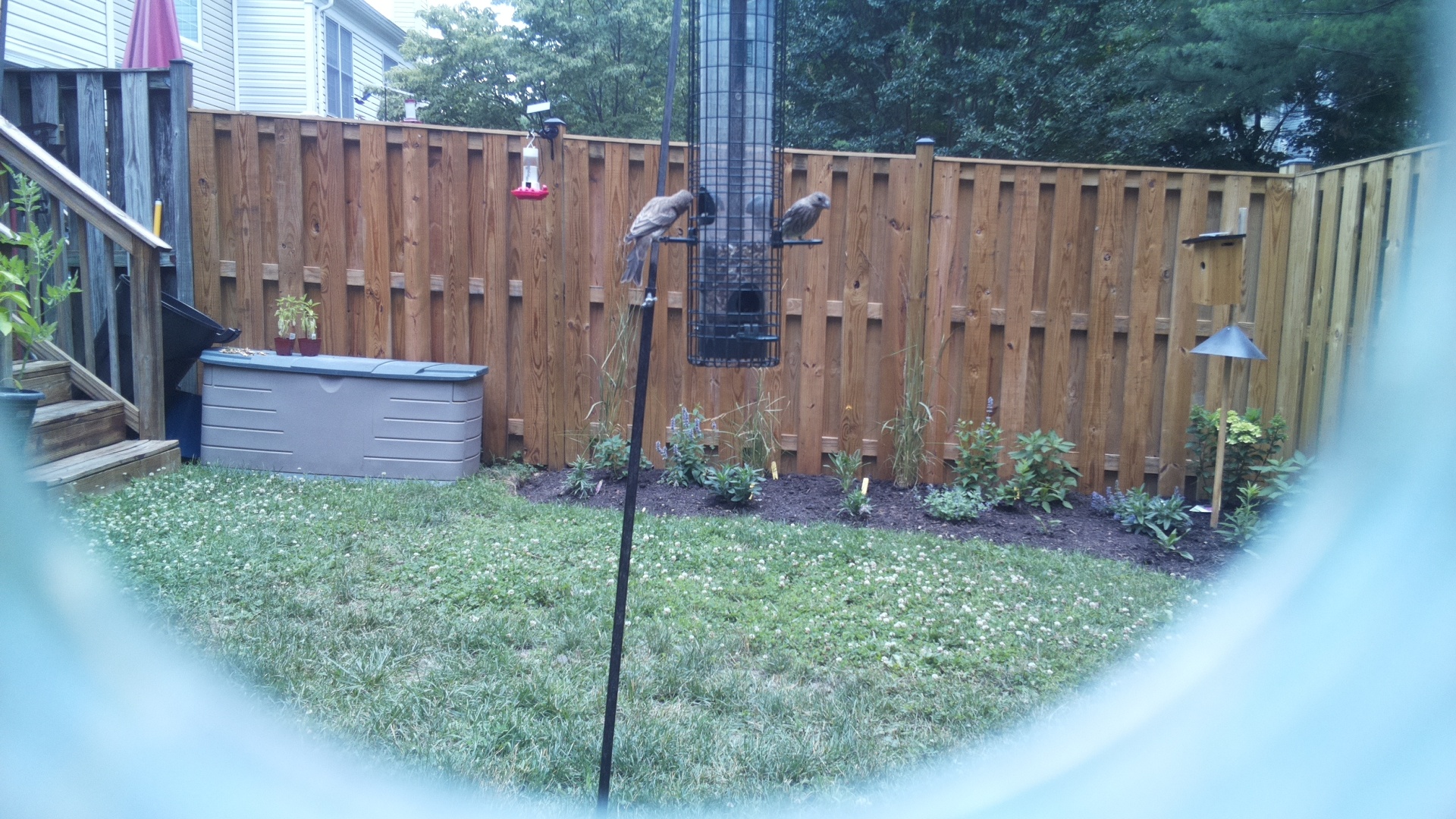 Likely Chickadee/Titmouse