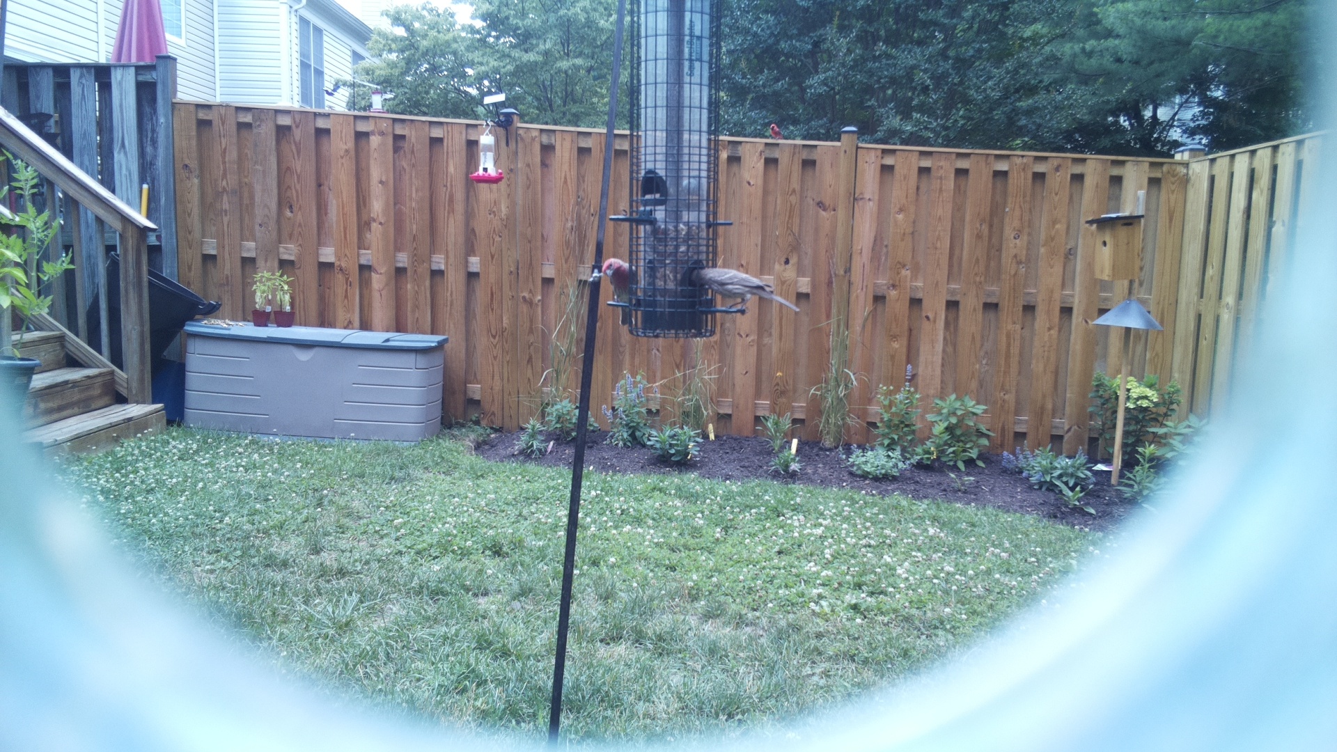 Likely Chickadee/Titmouse
