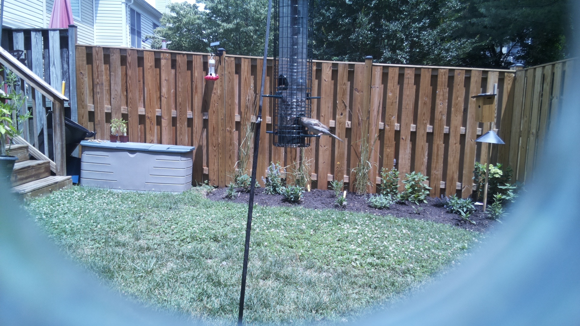 Unknown Bird