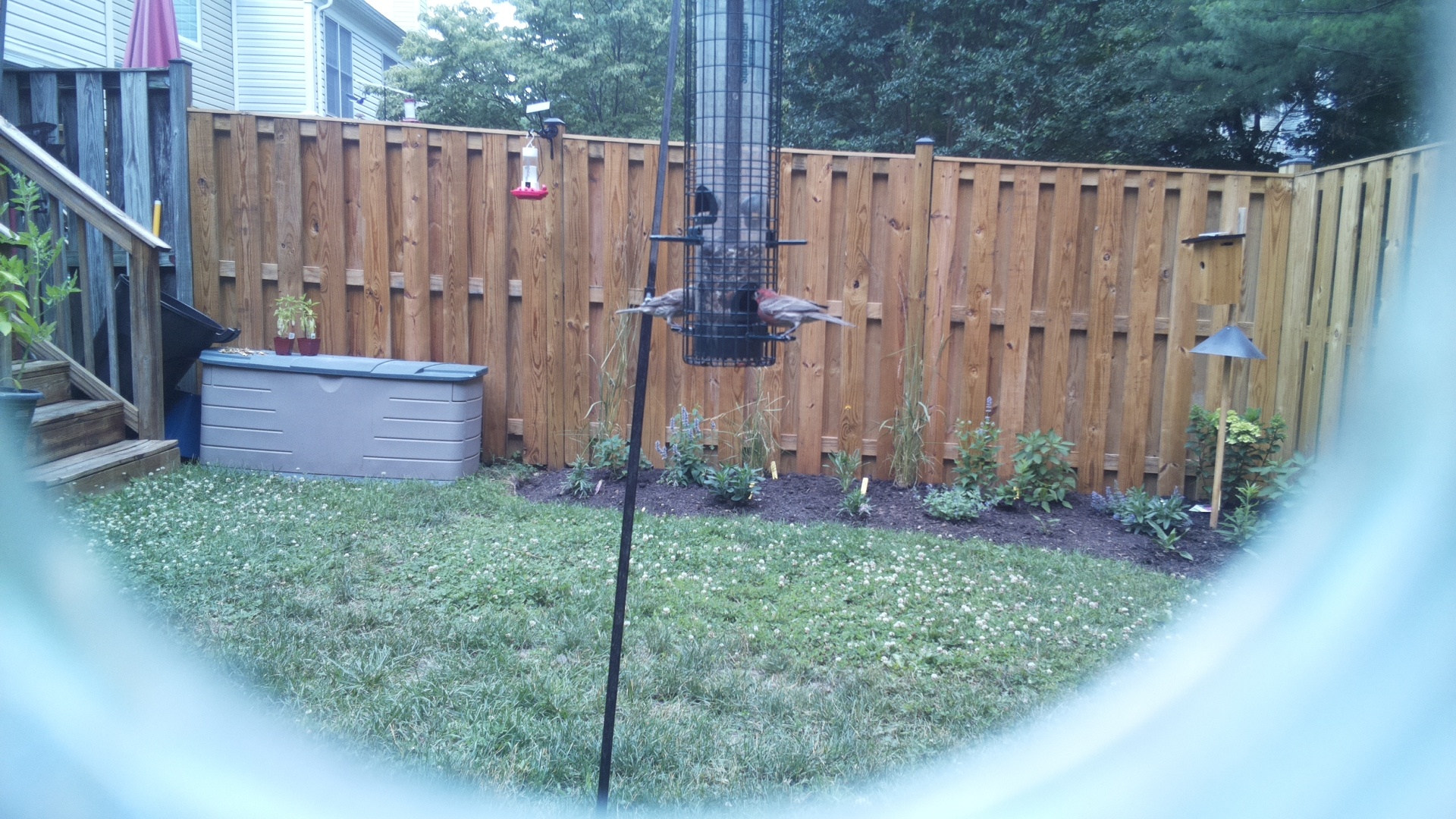 Likely Finch