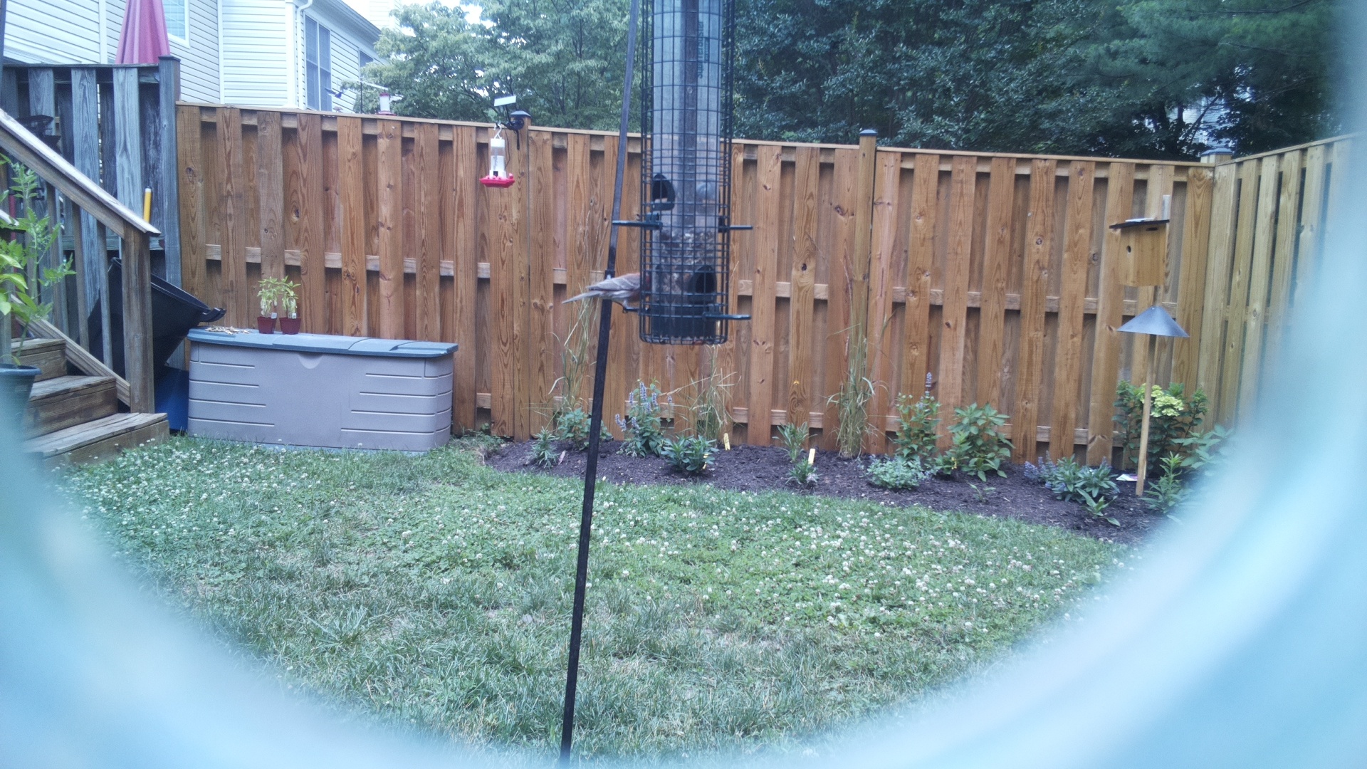 Unknown Bird