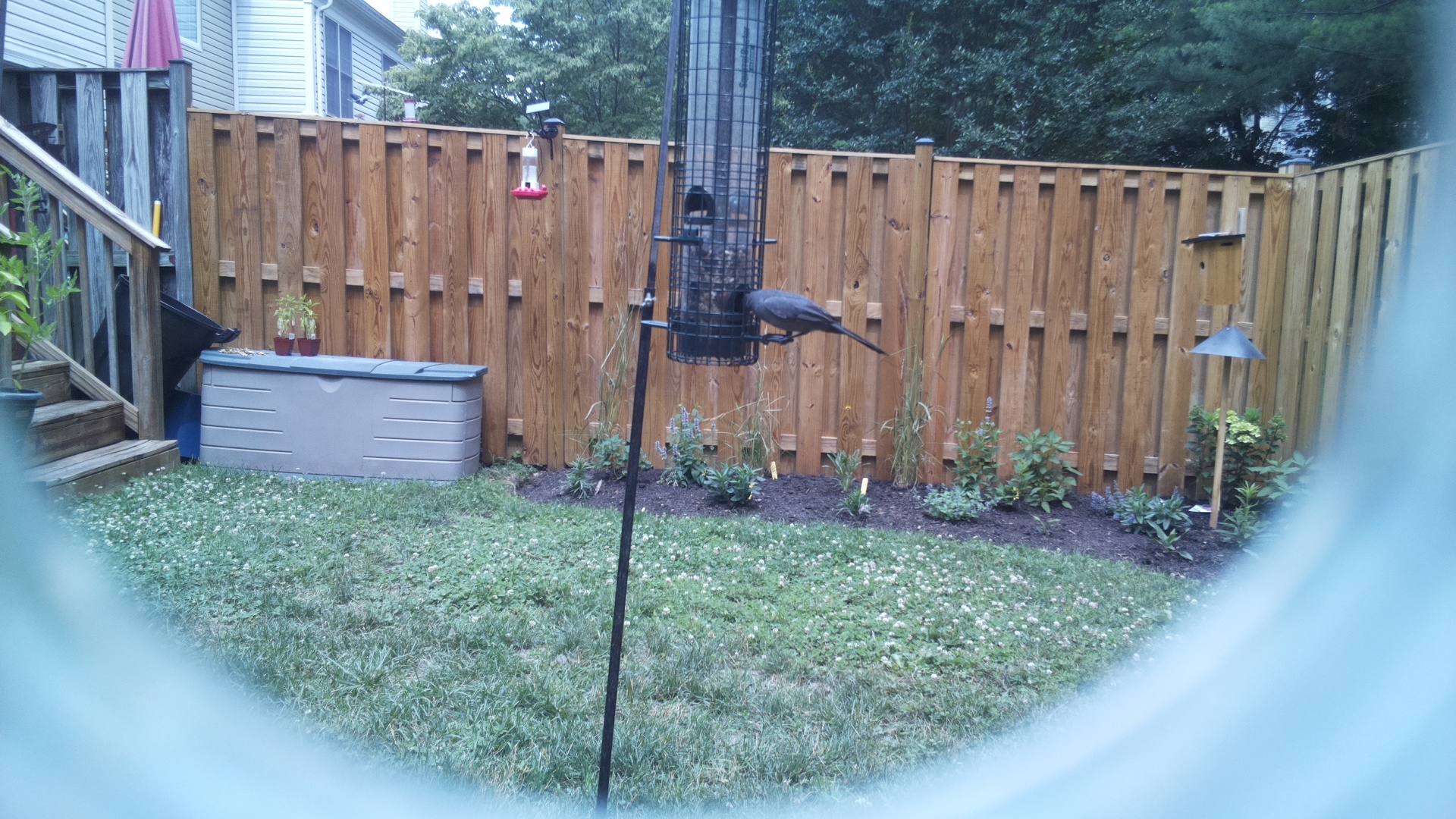 Likely Blackbird/Grackle