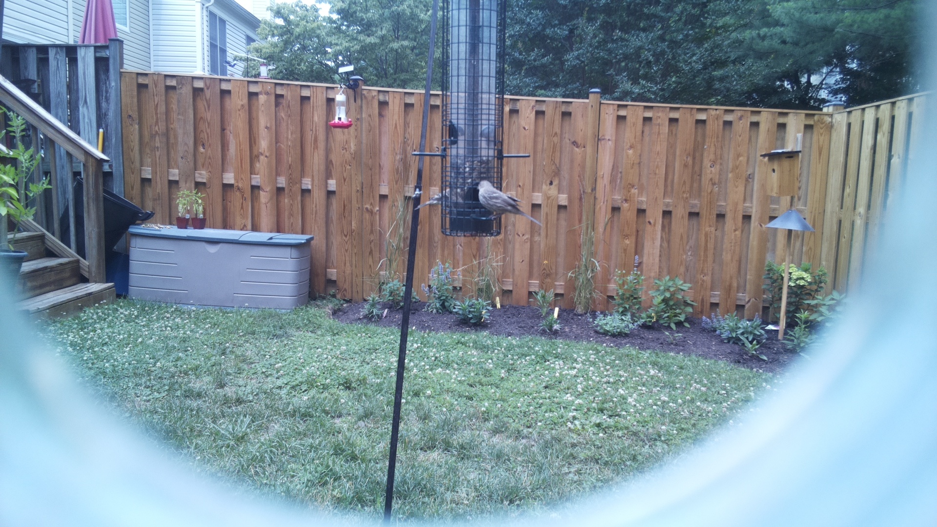 Unknown Bird