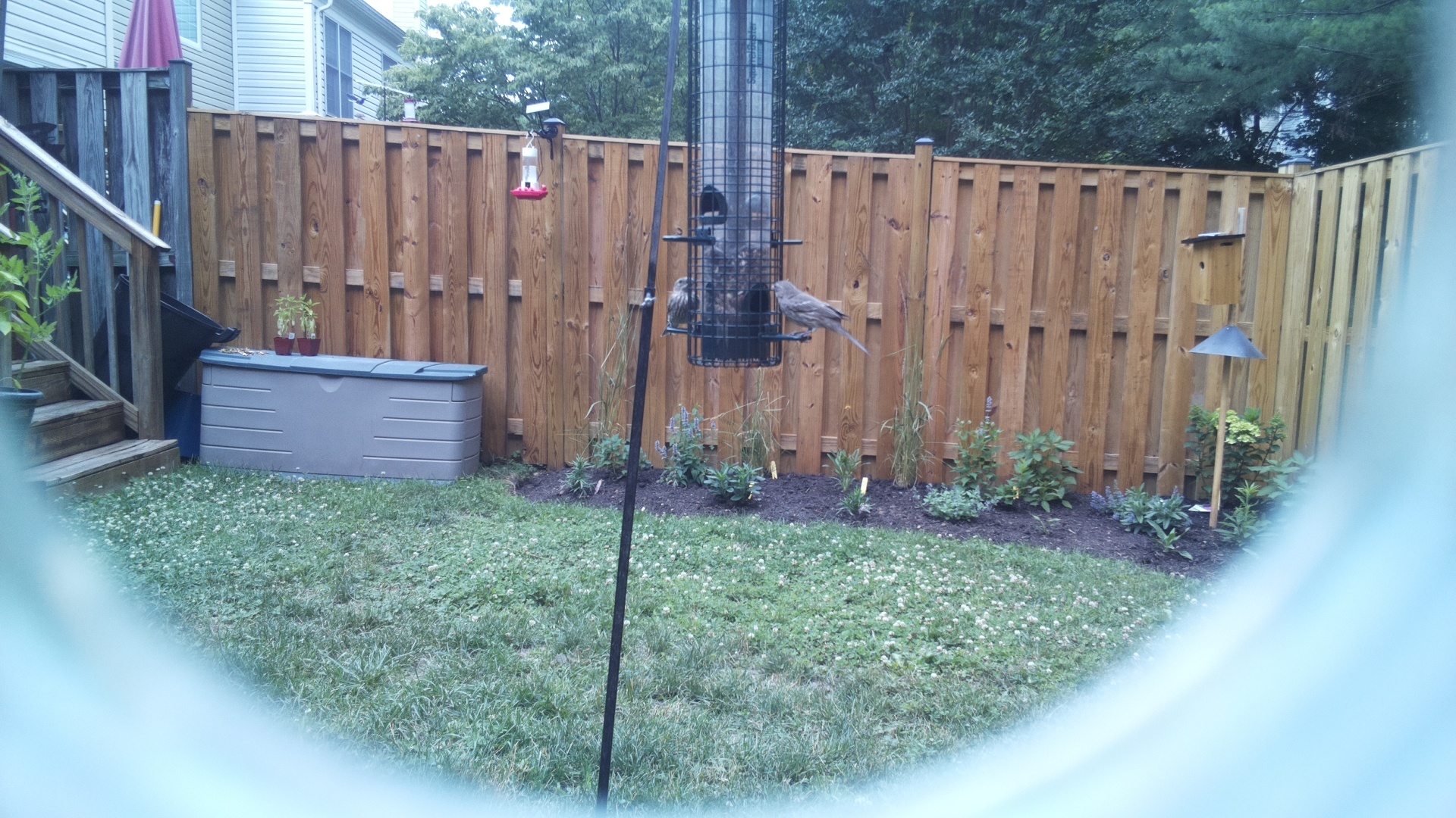 Unknown Bird