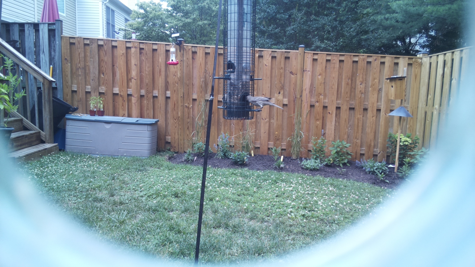 Unknown Bird