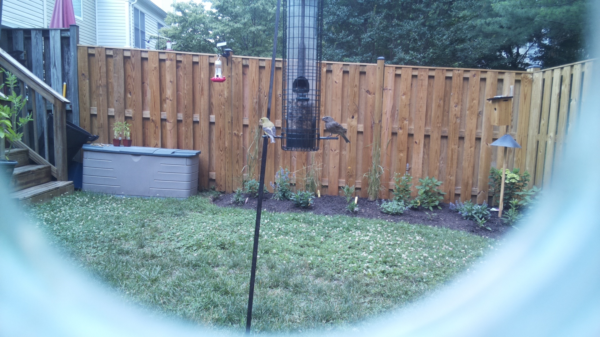 American Goldfinch