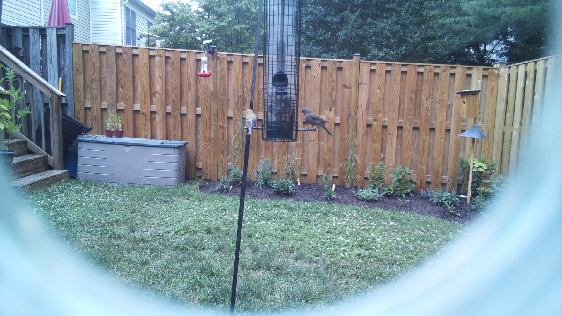 Unknown Bird