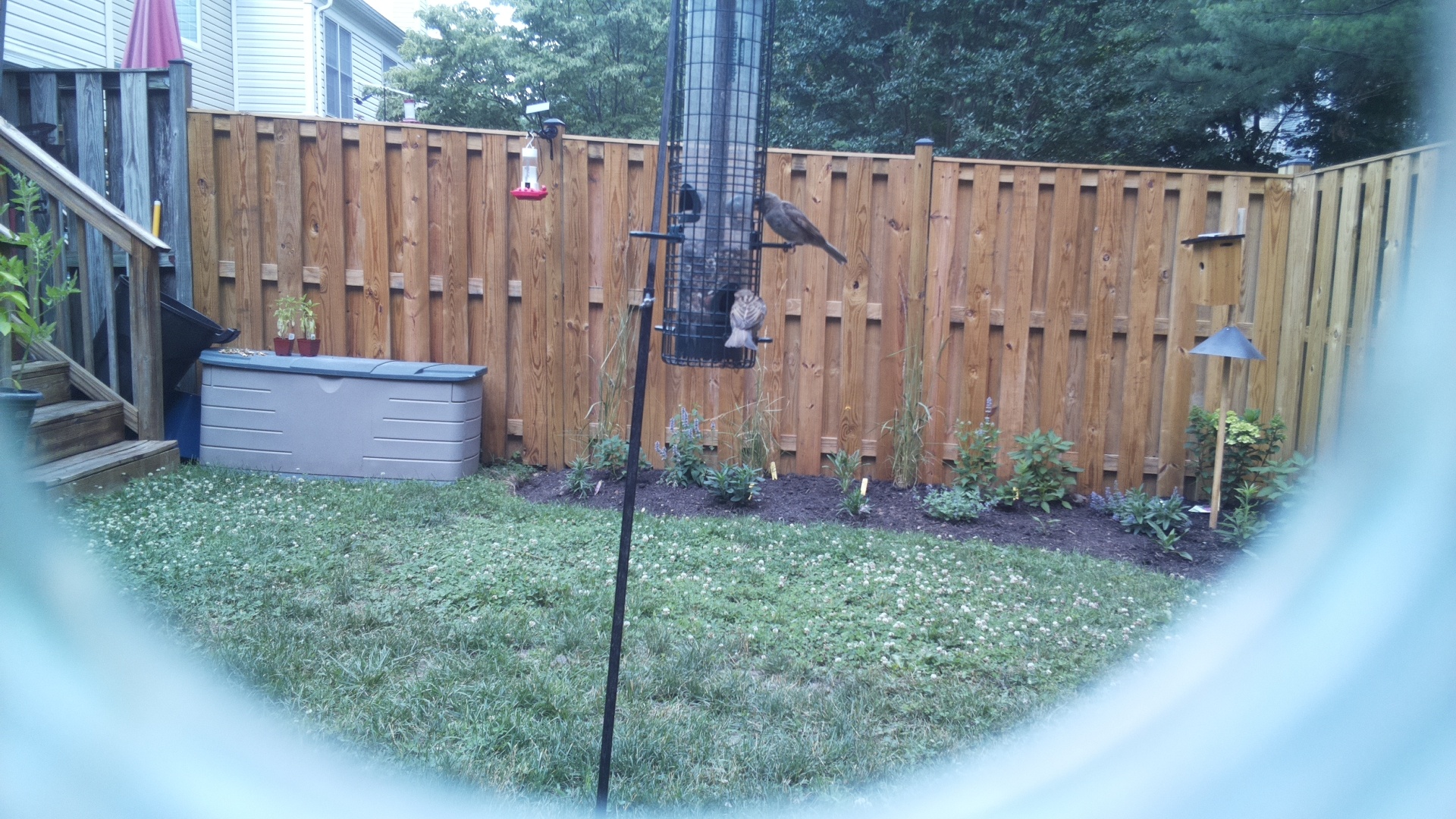 Likely Blackbird/Grackle