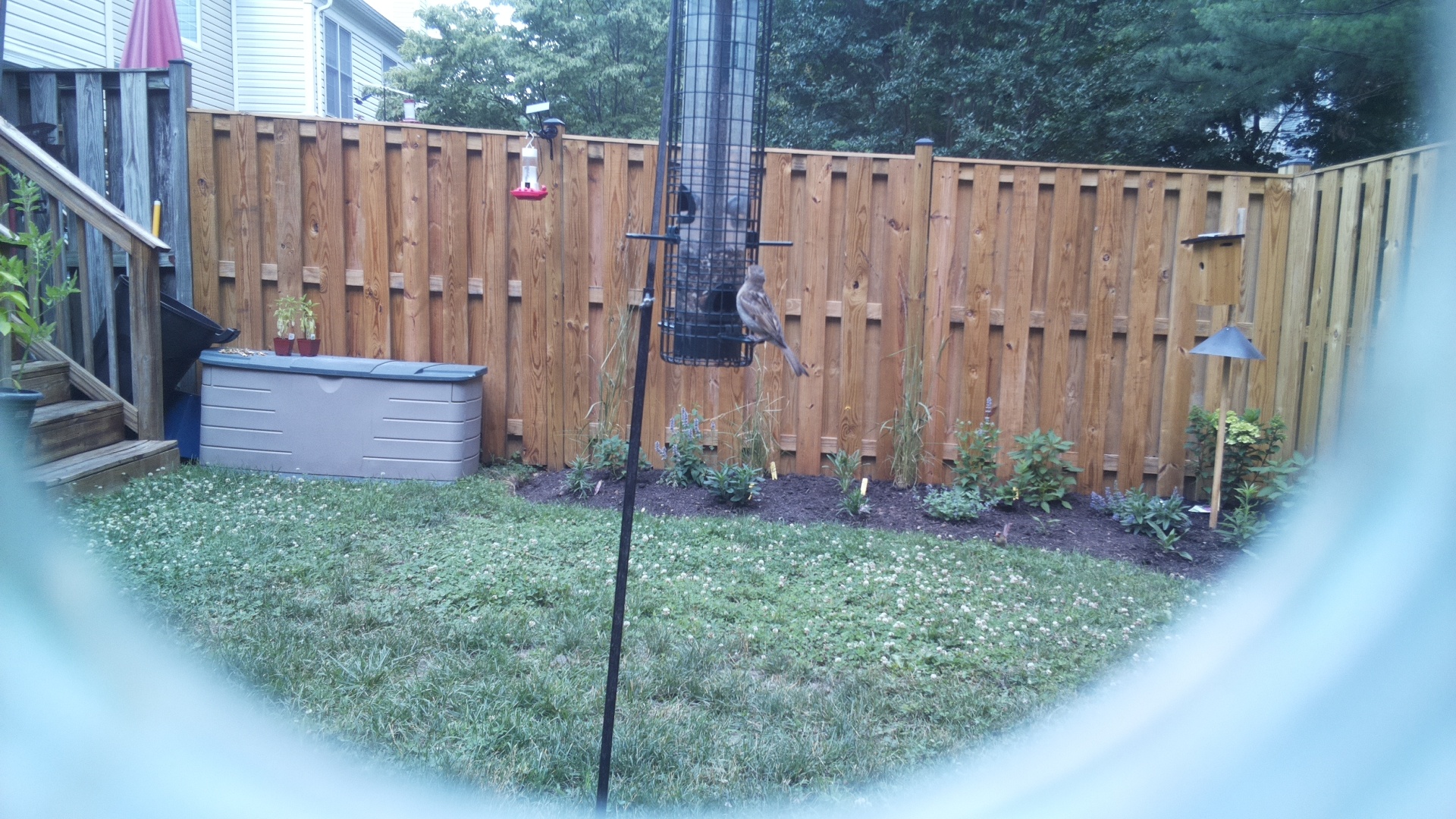 Likely Finch