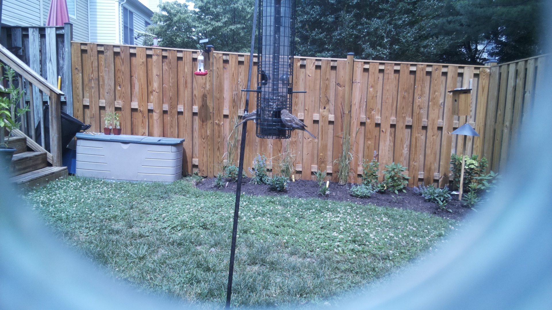 Unknown Bird