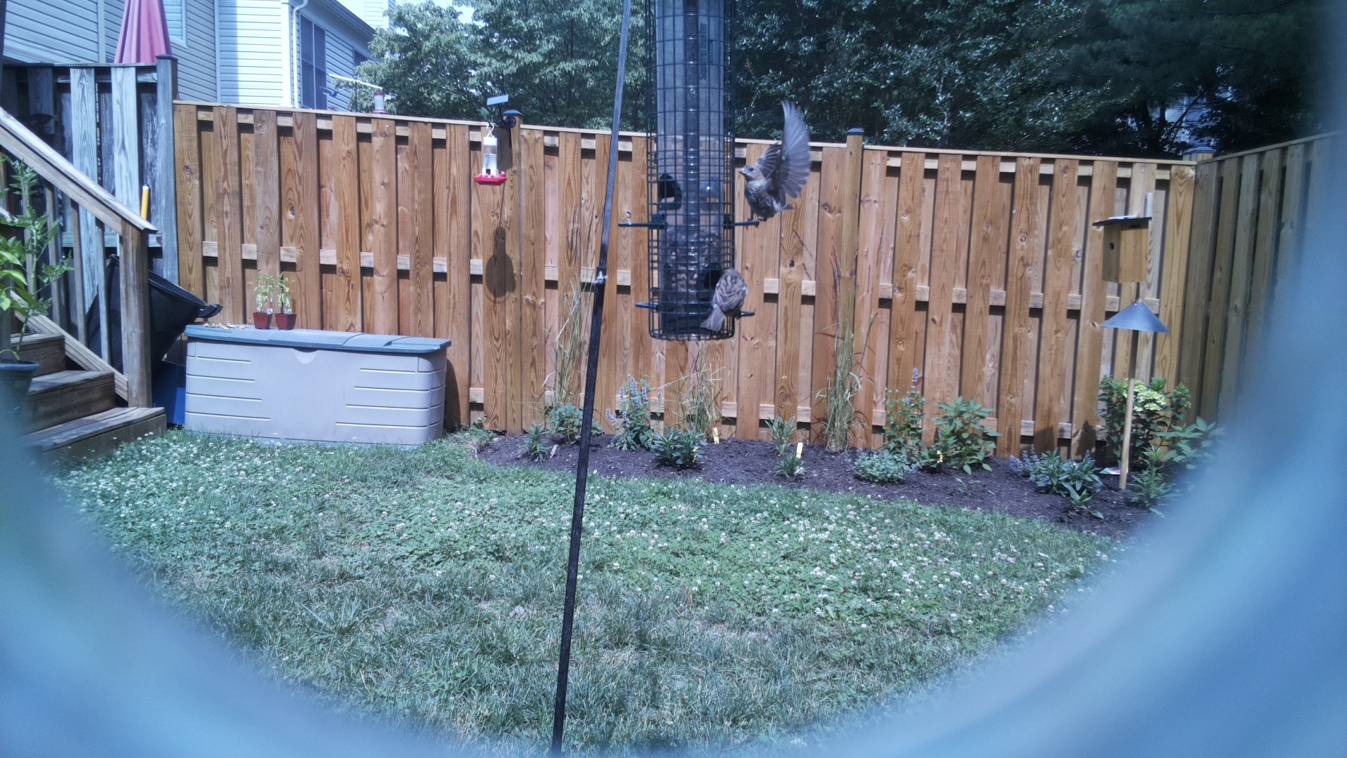 Likely Chickadee/Titmouse
