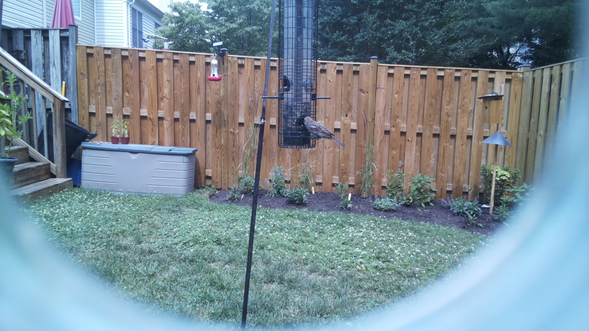Likely Blackbird/Grackle
