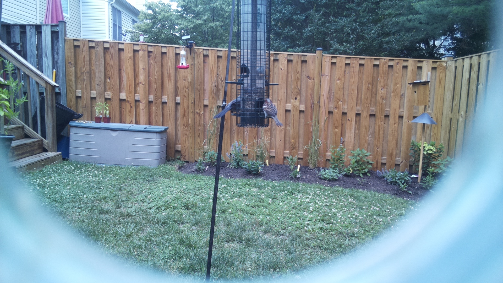 Purple Finch