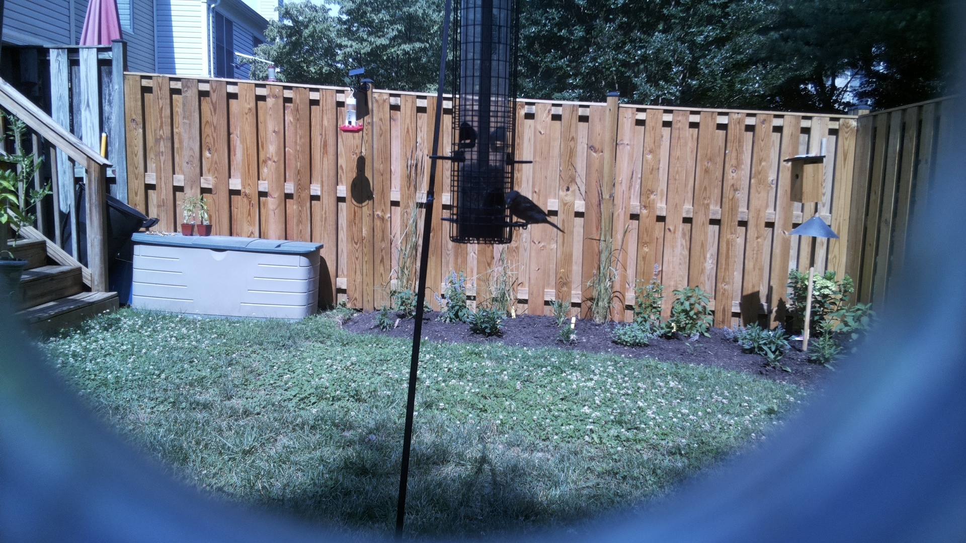 Brown-headed Cowbird