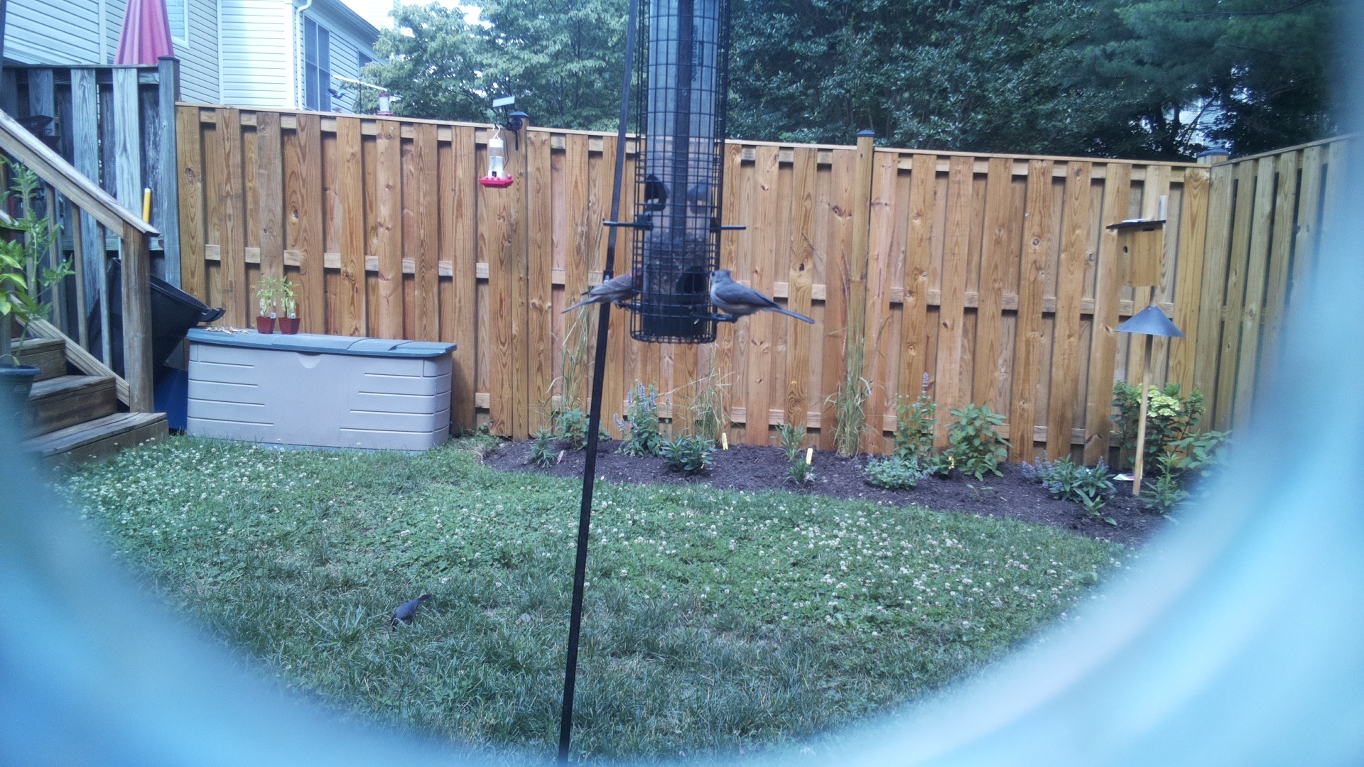 Tufted Titmouse