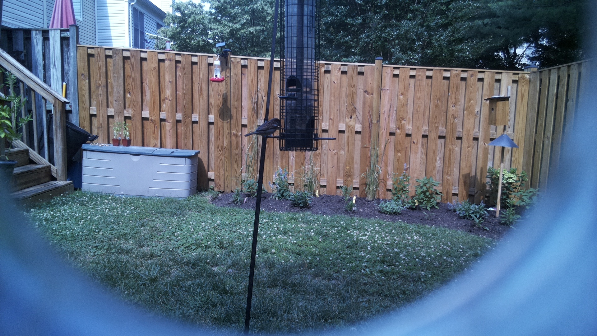 Brown-headed Cowbird