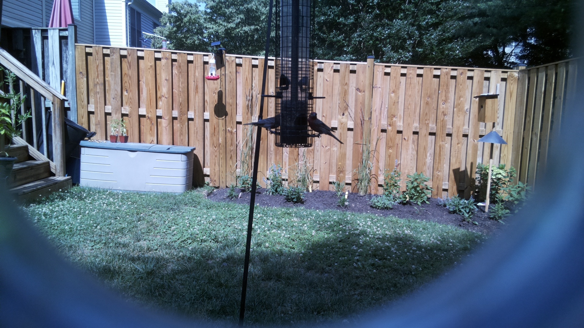 Brown-headed Cowbird