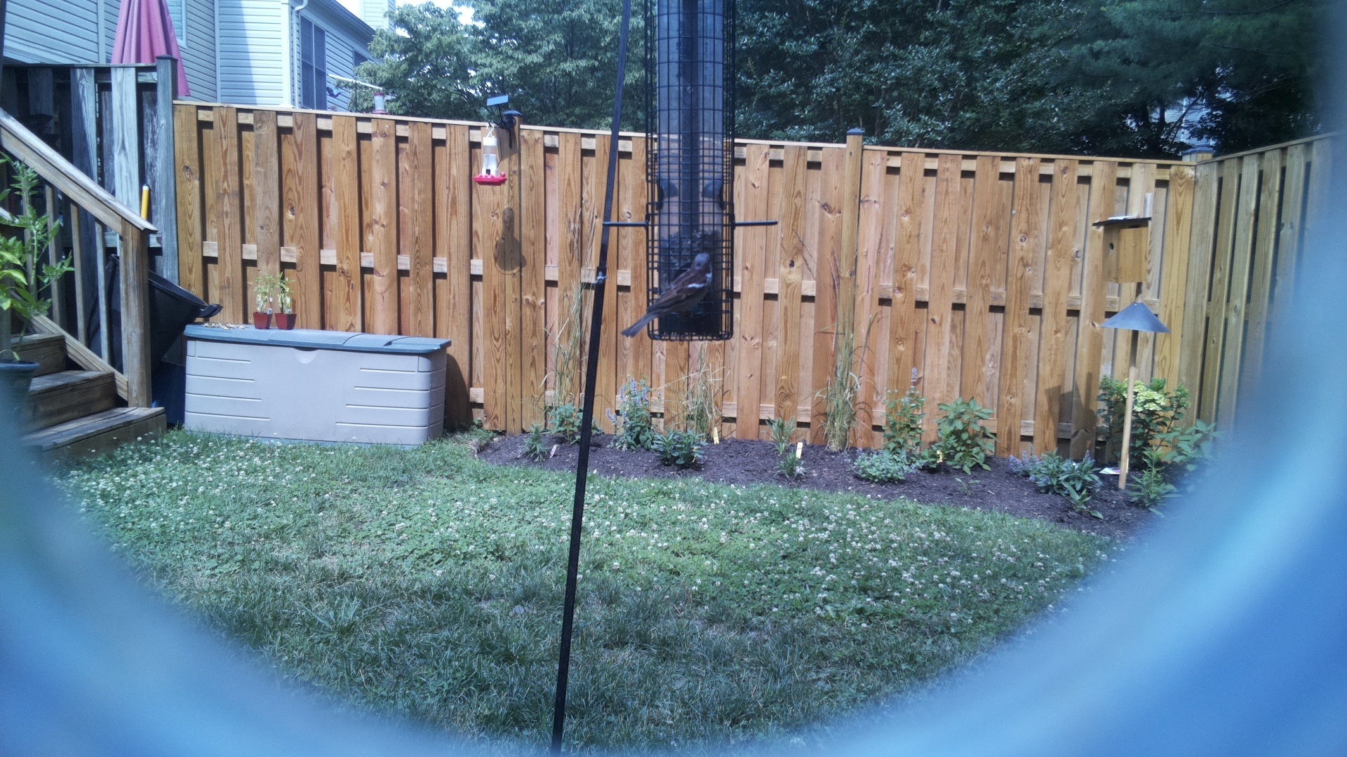 Likely Blackbird/Grackle