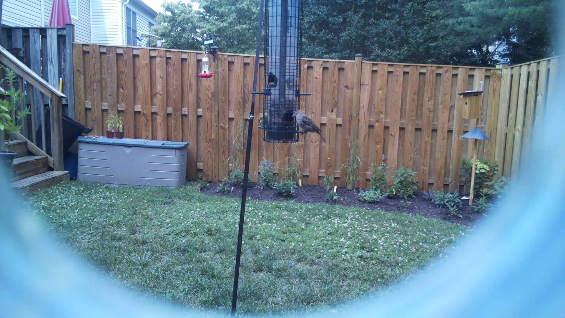 Likely Blackbird/Grackle