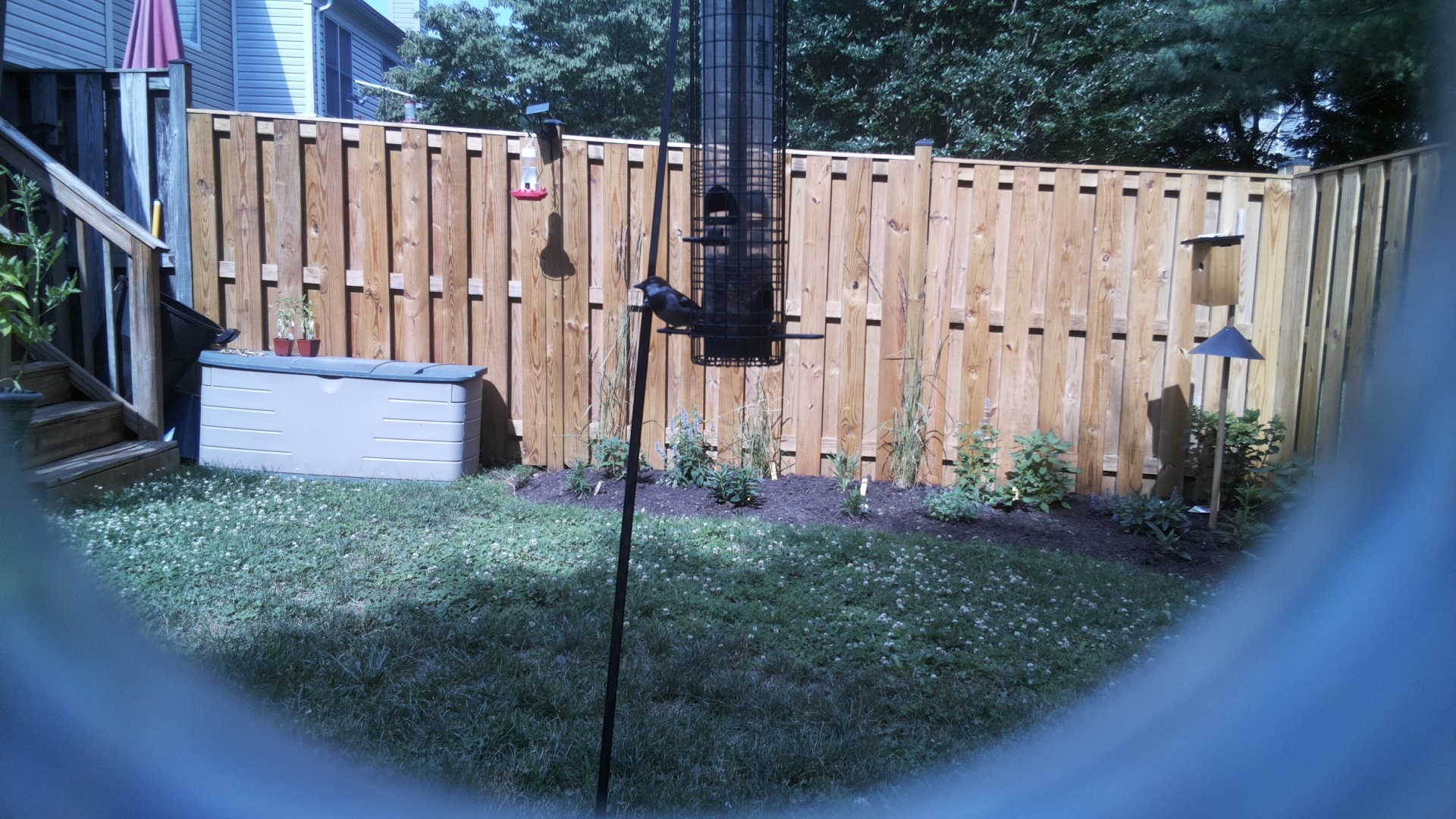 Likely Blackbird/Grackle