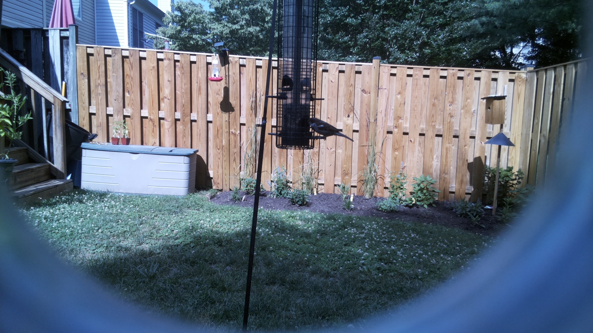 Likely Blackbird/Grackle